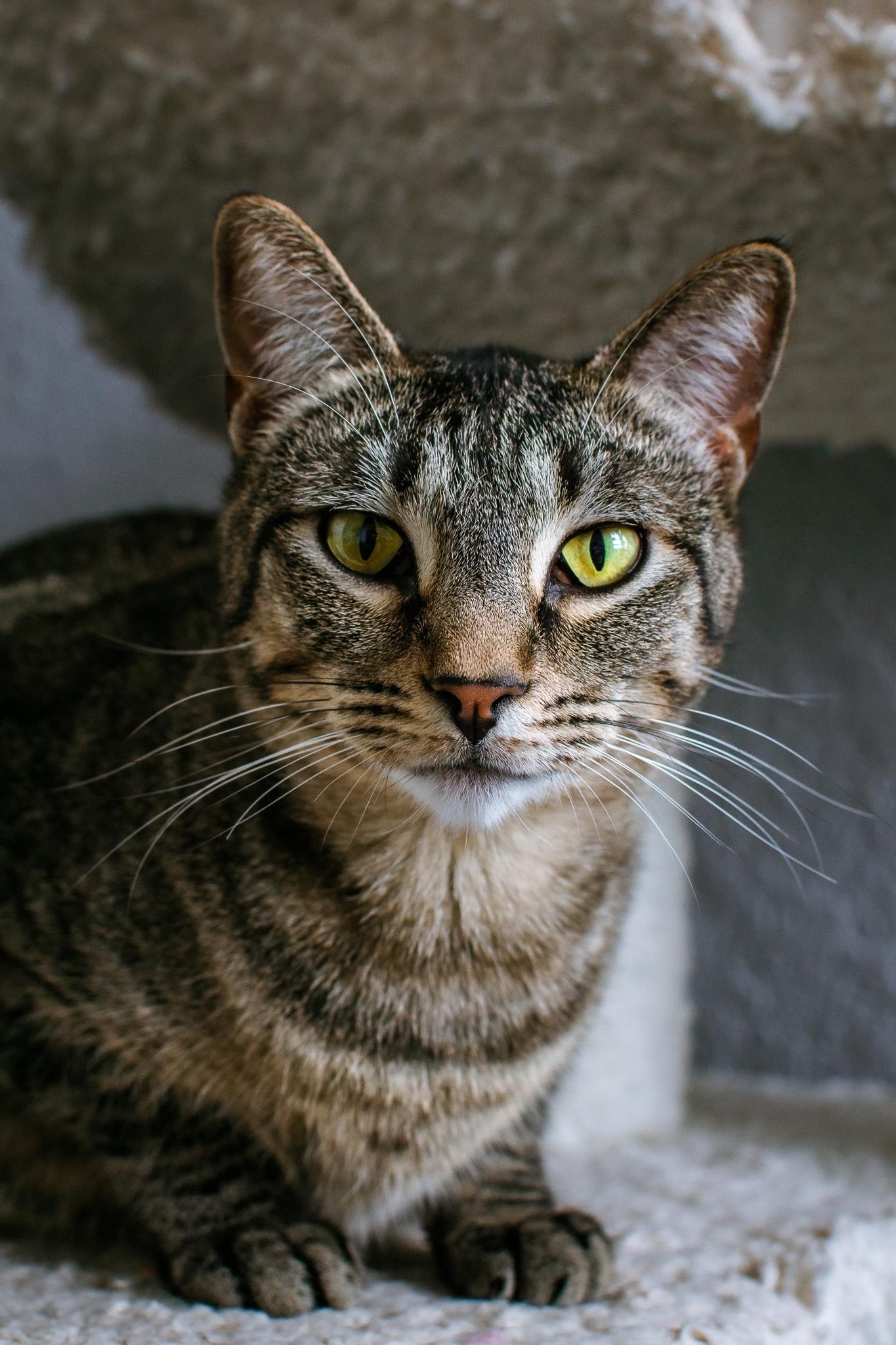 Enlarge Belle, a ADOPTABLE Tabby in Houston, TX image 4/6
