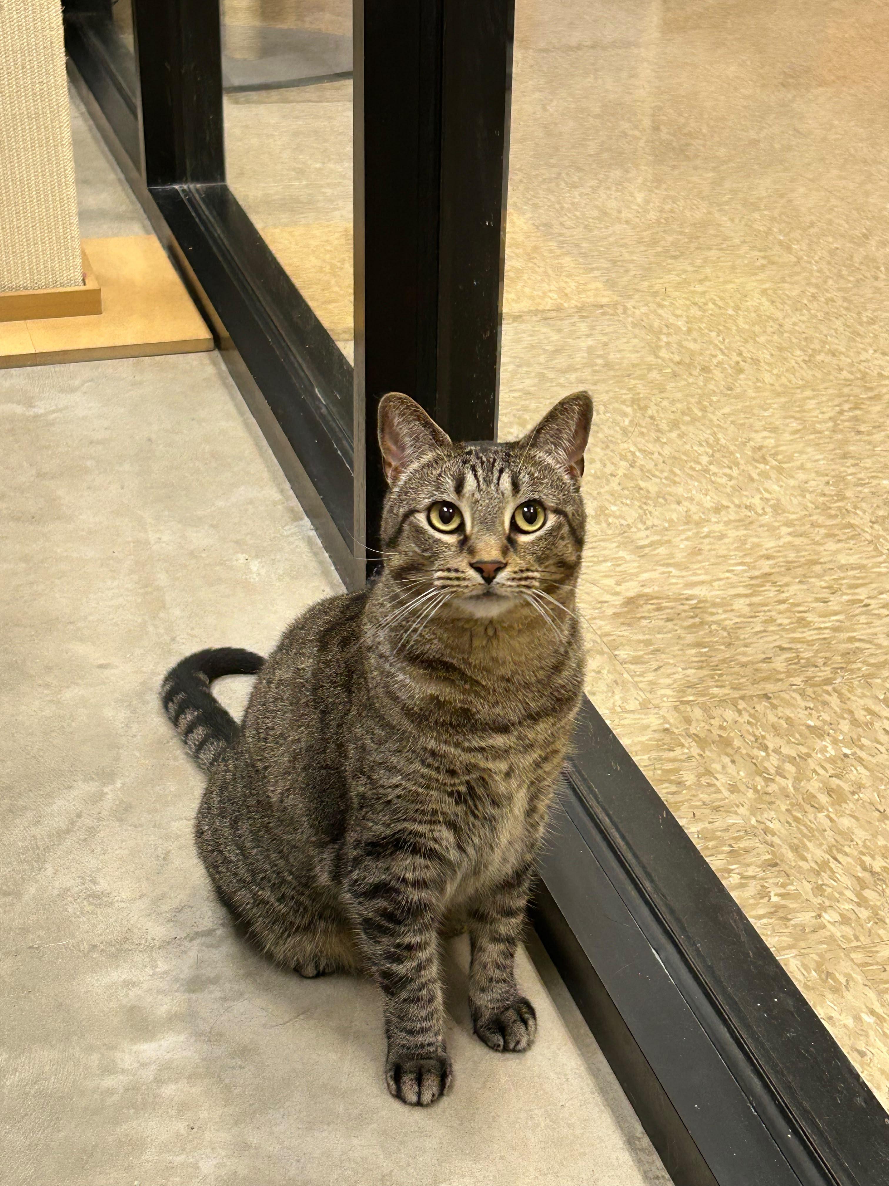 Enlarge Belle, a ADOPTABLE Tabby in Houston, TX image 6/6