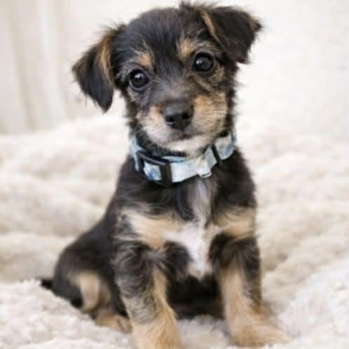 DARLA, adopted, Puppy Female Chihuahua & Italian Greyhound.