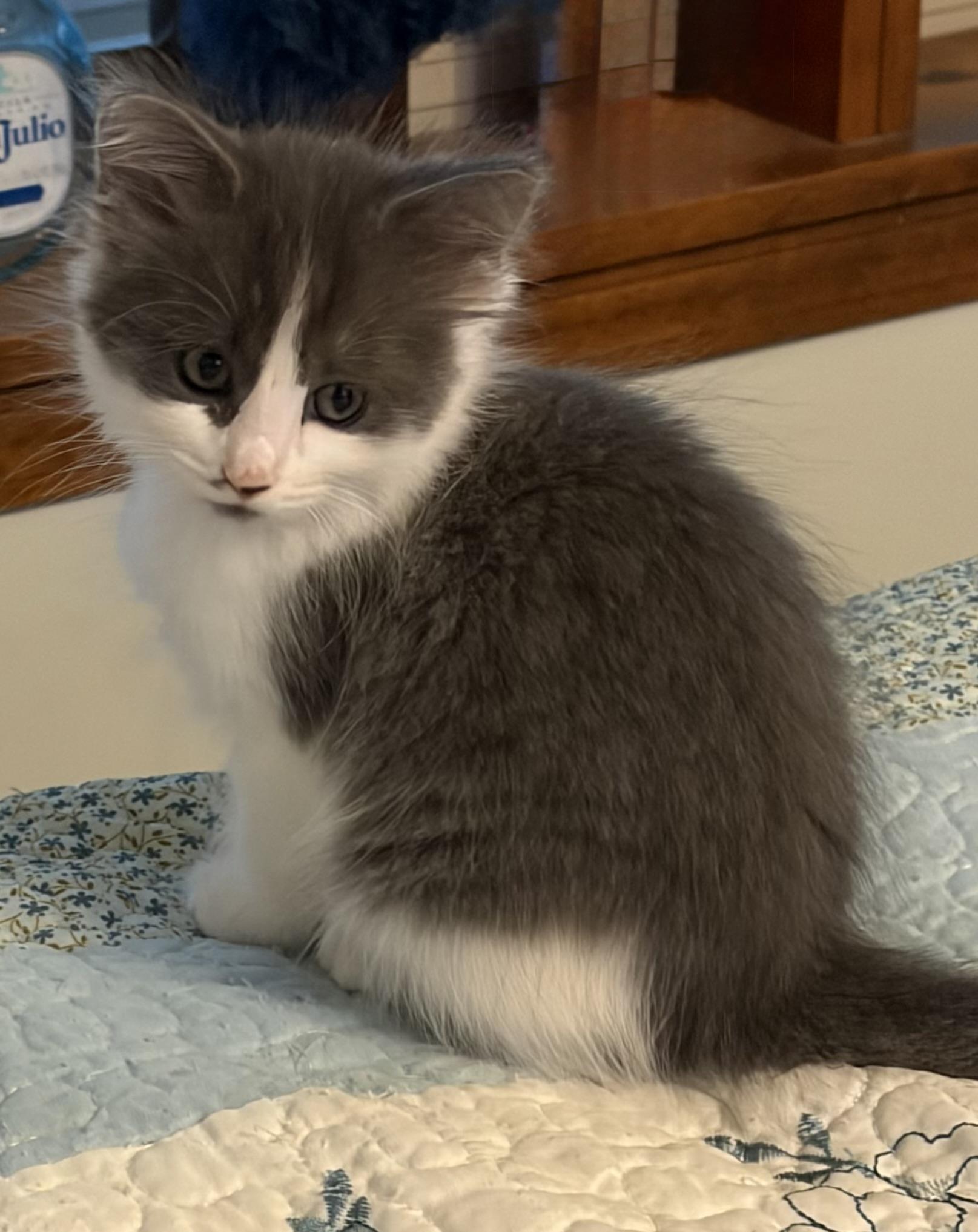 Enlarge Elsa, a Adopted Domestic Long Hair in Houghton Lake, MI image 1/2