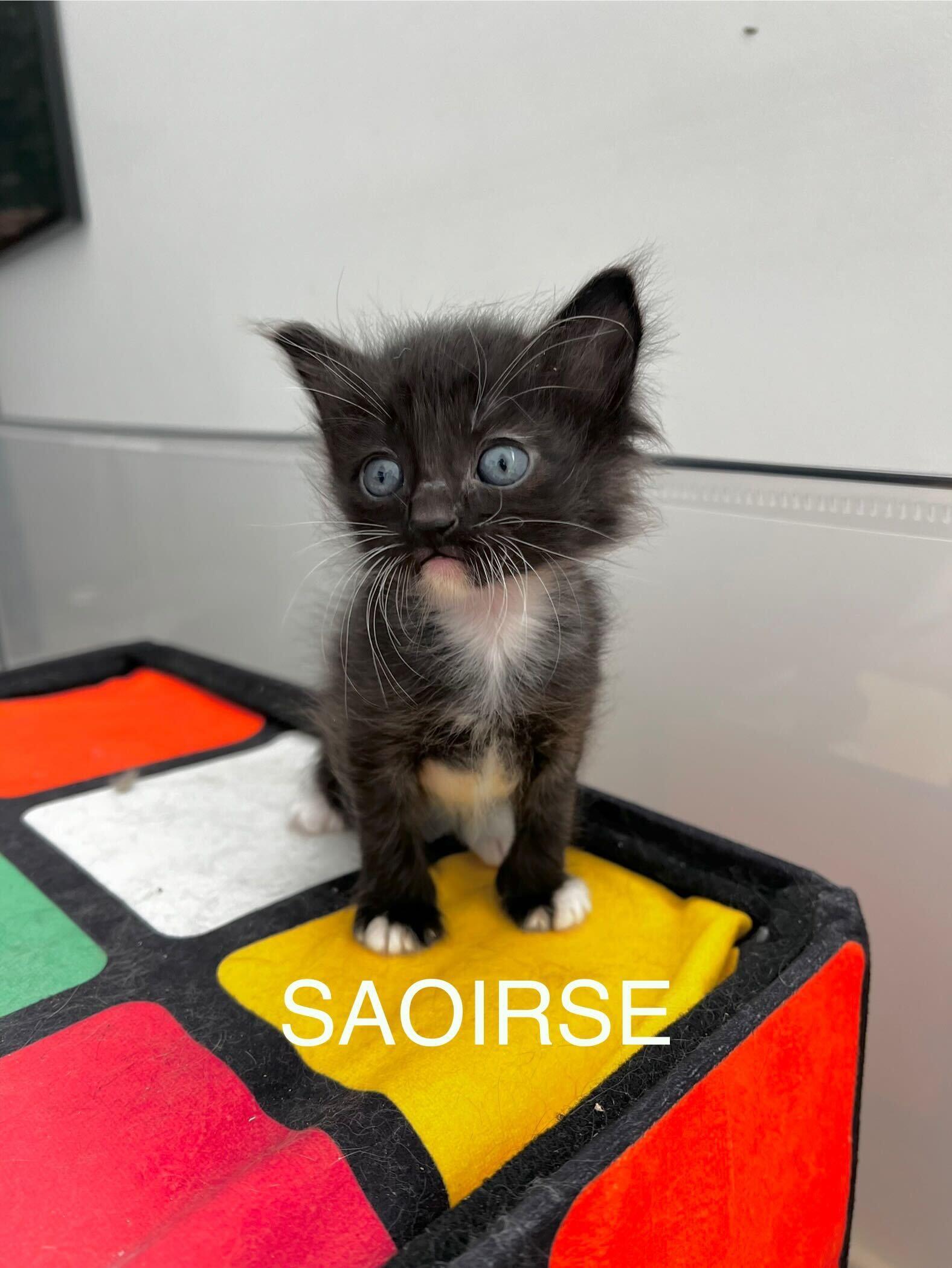 Enlarge Saoirse (Ser-Sha), a ADOPTABLE Domestic Medium Hair in Santa Monica, CA image 3/6