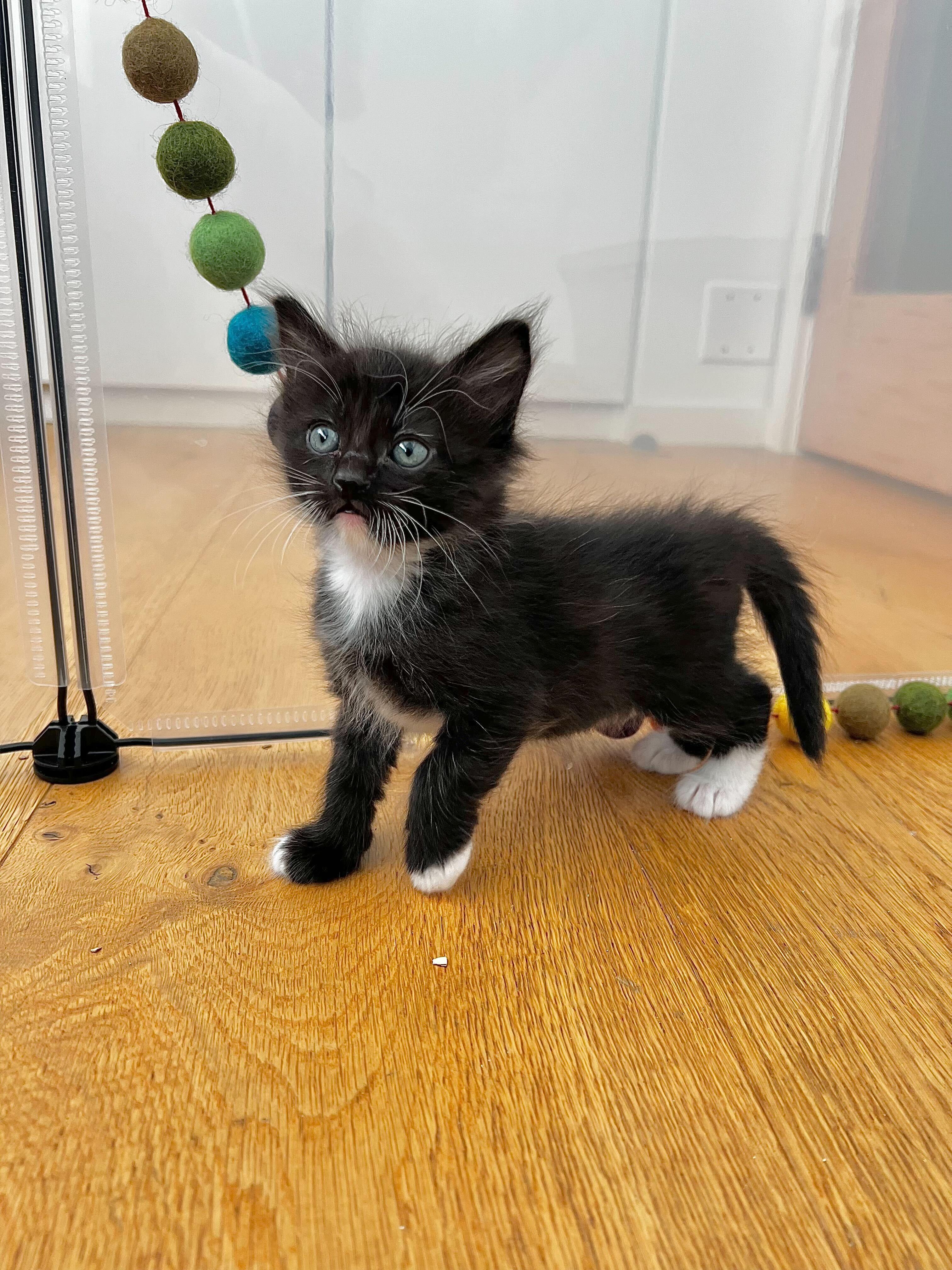 Enlarge Saoirse (Ser-Sha), a ADOPTABLE Domestic Medium Hair in Santa Monica, CA image 5/6