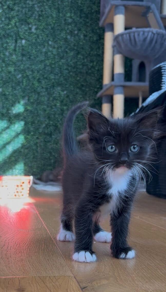 Enlarge Saoirse (Ser-Sha), a ADOPTABLE Domestic Medium Hair in Santa Monica, CA image 4/6