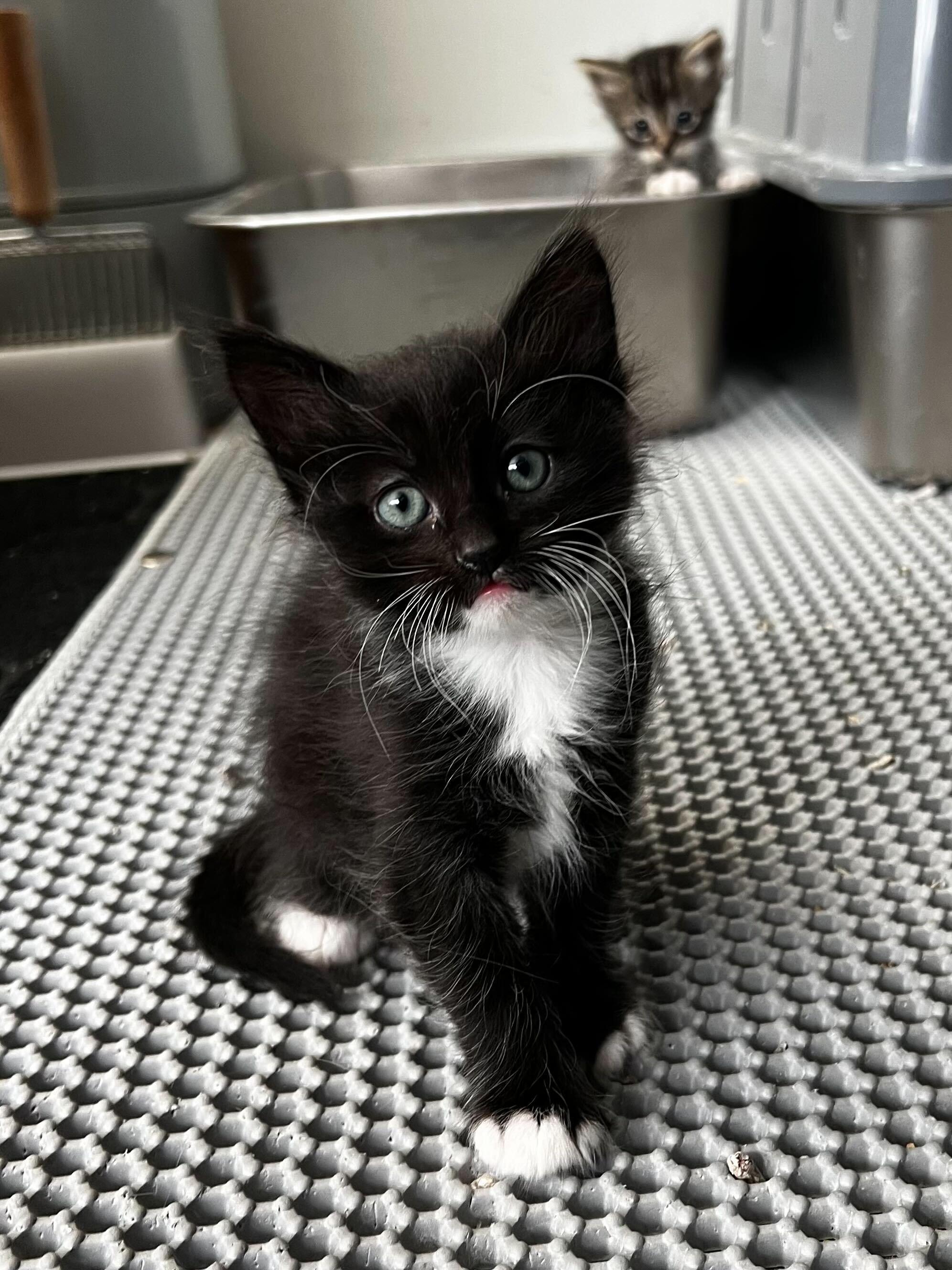 Enlarge Saoirse (Ser-Sha), a ADOPTABLE Domestic Medium Hair in Santa Monica, CA image 2/6