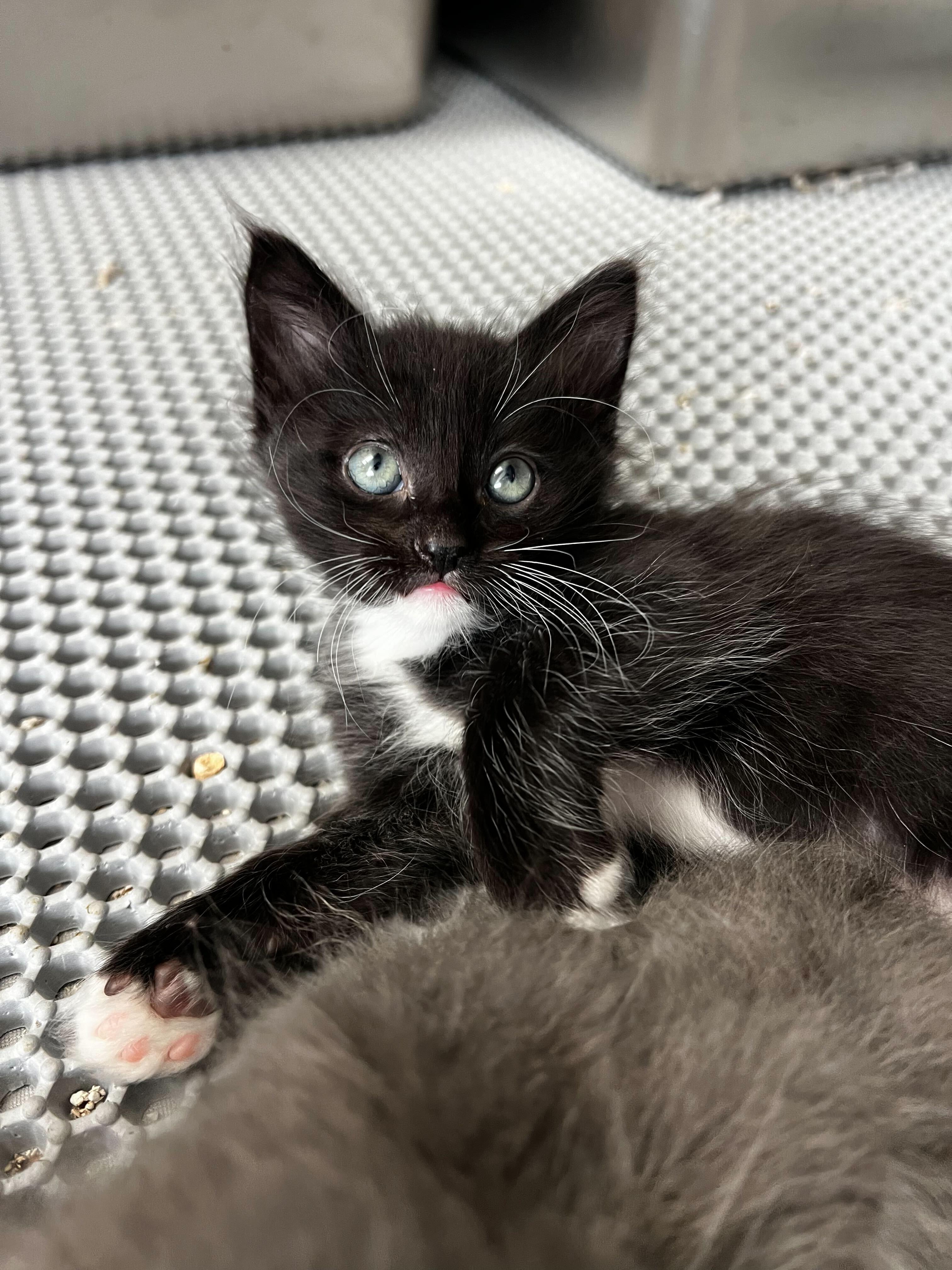 Saoirse (Ser-Sha), ADOPTABLE, Kitten Female Domestic Medium Hair.