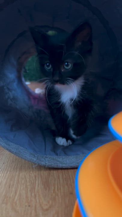 Enlarge Saoirse (Ser-Sha), a ADOPTABLE Domestic Medium Hair in Santa Monica, CA video 6/6