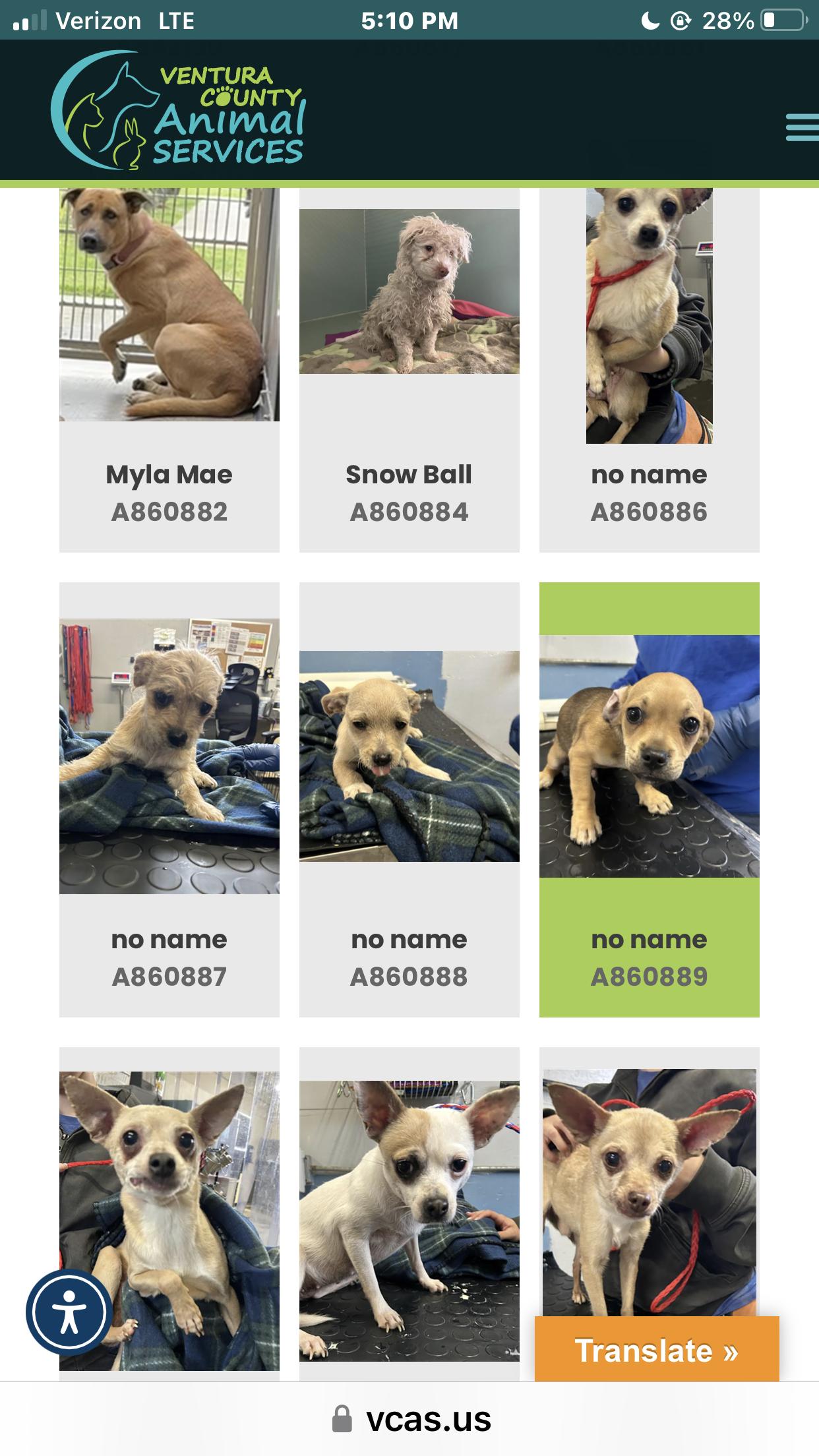 Enlarge Jax, a Adoptable Chihuahua in Studio City, CA image 2/3