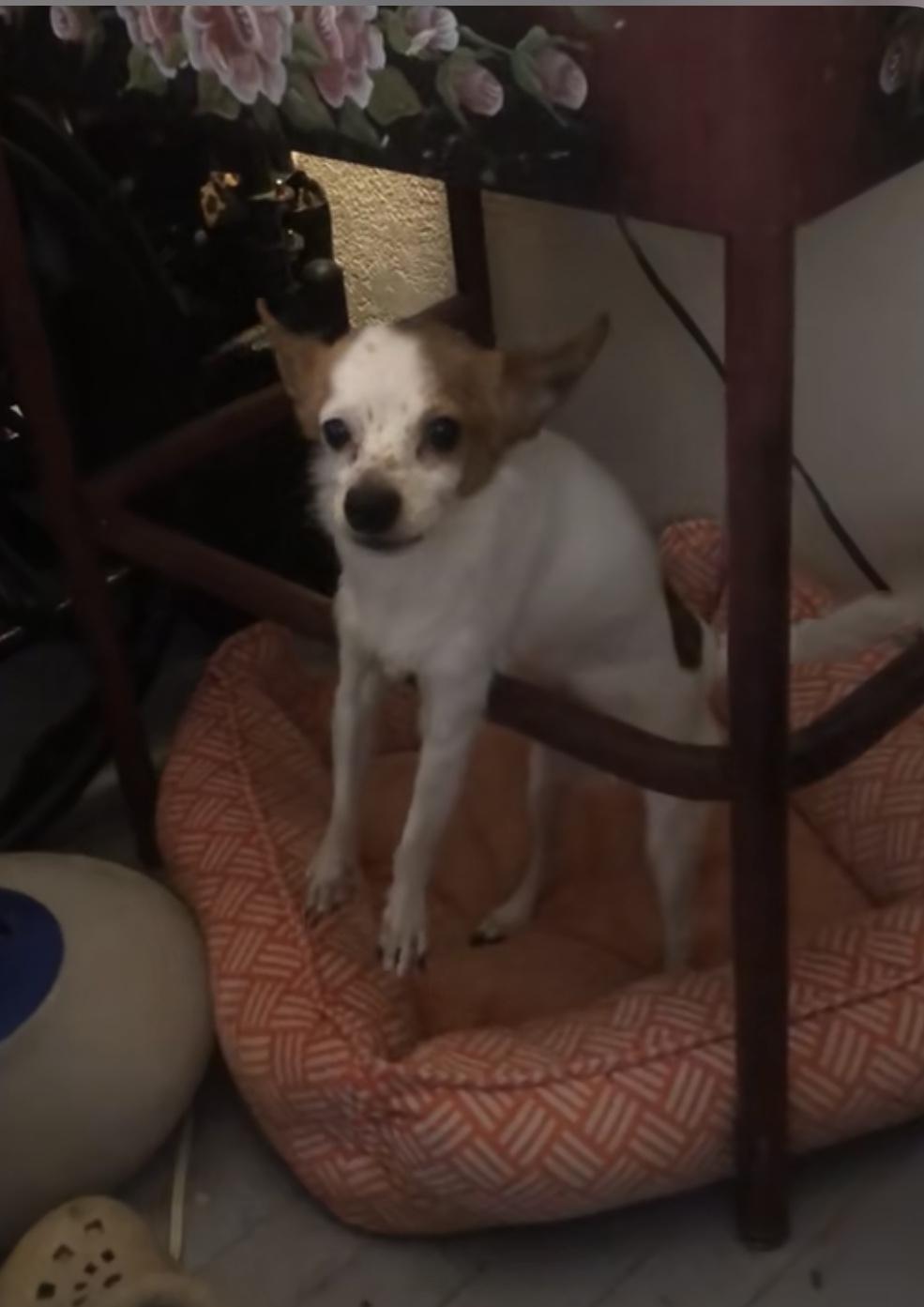 Enlarge Jax, a Adoptable Chihuahua in Studio City, CA image 3/3