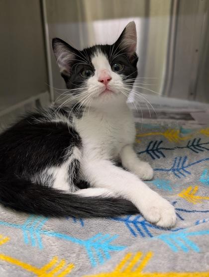 Enlarge Sesame Seed, a Adoptable mixed breed in Mansfield, TX image 1/1
