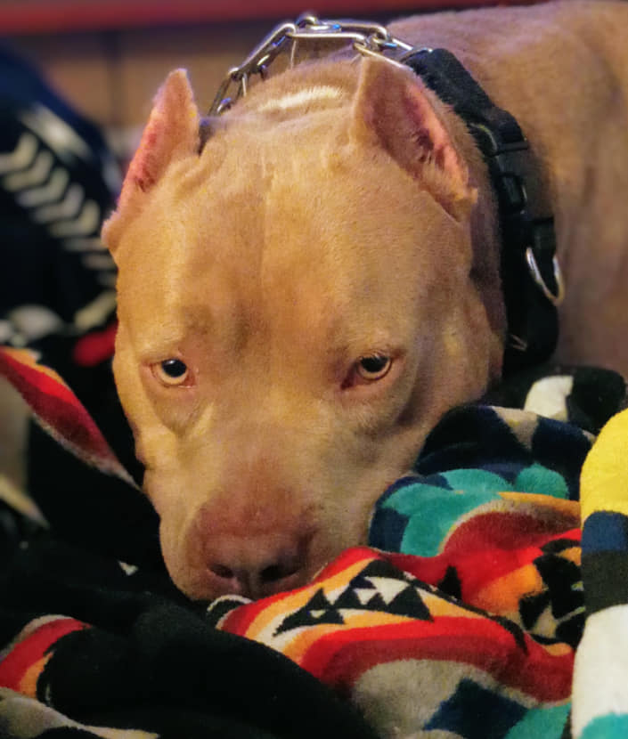 Mia, an adoptable Pit Bull Terrier in Greensboro, AL, 36744 | Photo Image 2