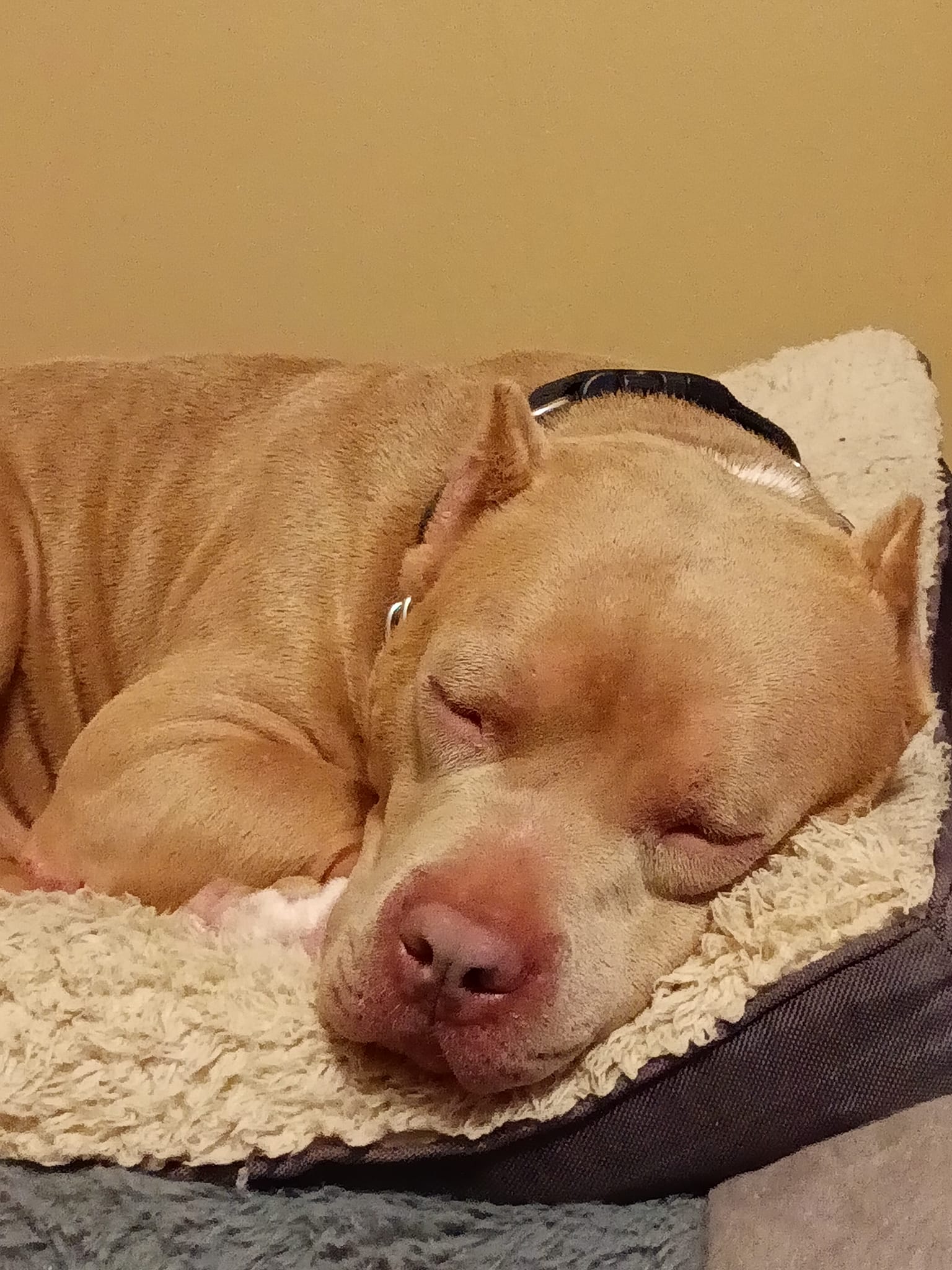 Mia, an adoptable Pit Bull Terrier in Greensboro, AL, 36744 | Photo Image 3