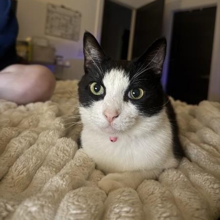Pebbles, ADOPTABLE, Adult Female Domestic Short Hair.