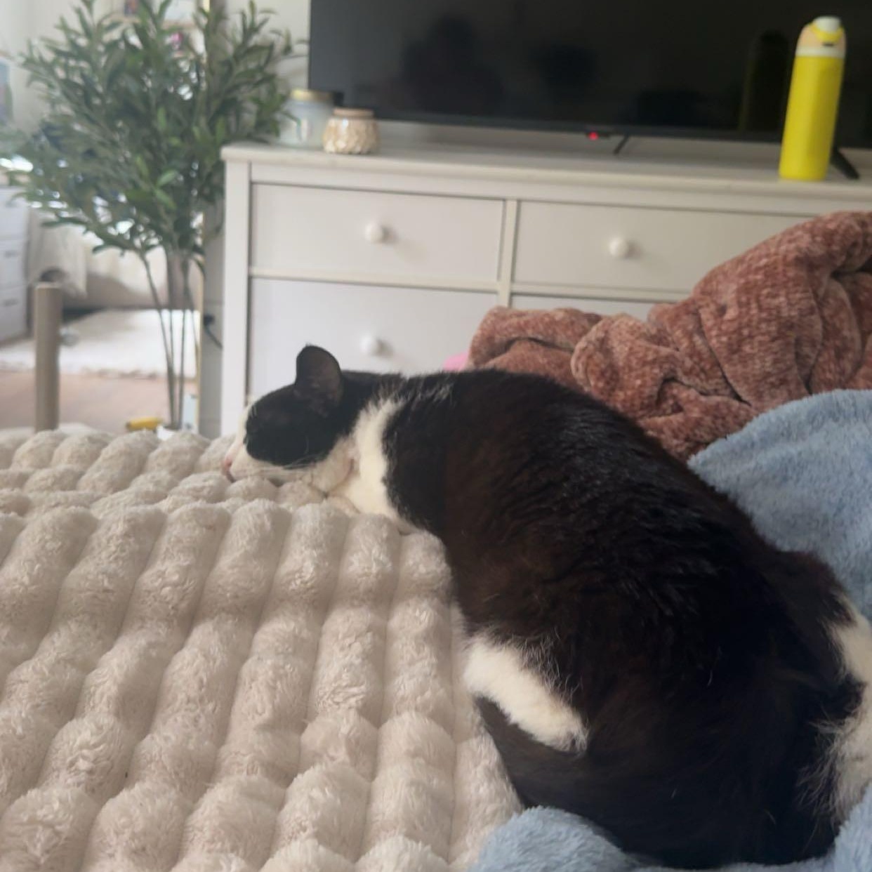 Enlarge Pebbles, a Adopted Domestic Short Hair in Wilmington, NC image 5/6