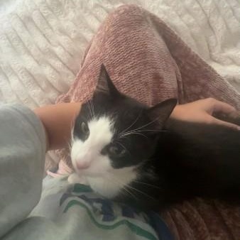 Enlarge Pebbles, a Adopted Domestic Short Hair in Wilmington, NC image 3/6