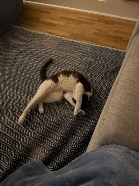 Enlarge Pebbles, a Adopted Domestic Short Hair in Wilmington, NC image 6/6
