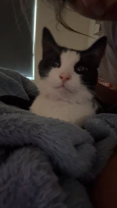 Enlarge Pebbles, a Adopted Domestic Short Hair in Wilmington, NC video 4/6