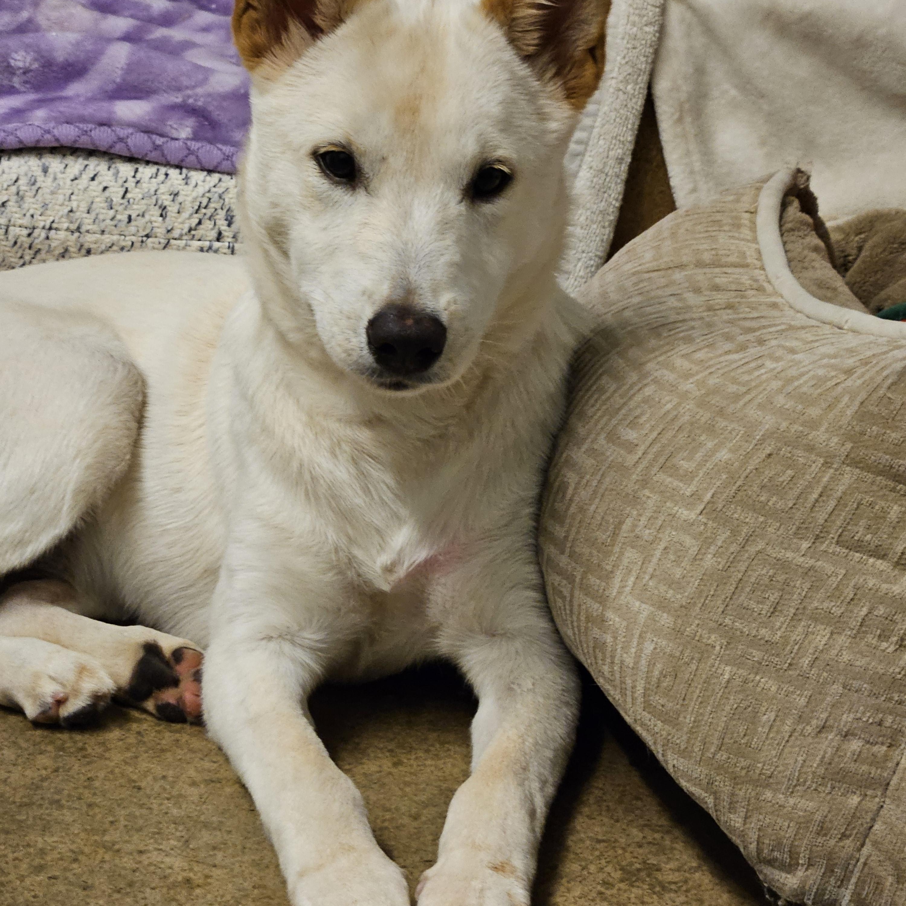 Enlarge PINK, an adoptable mixed breed in Agoura Hills, CA image 2/4