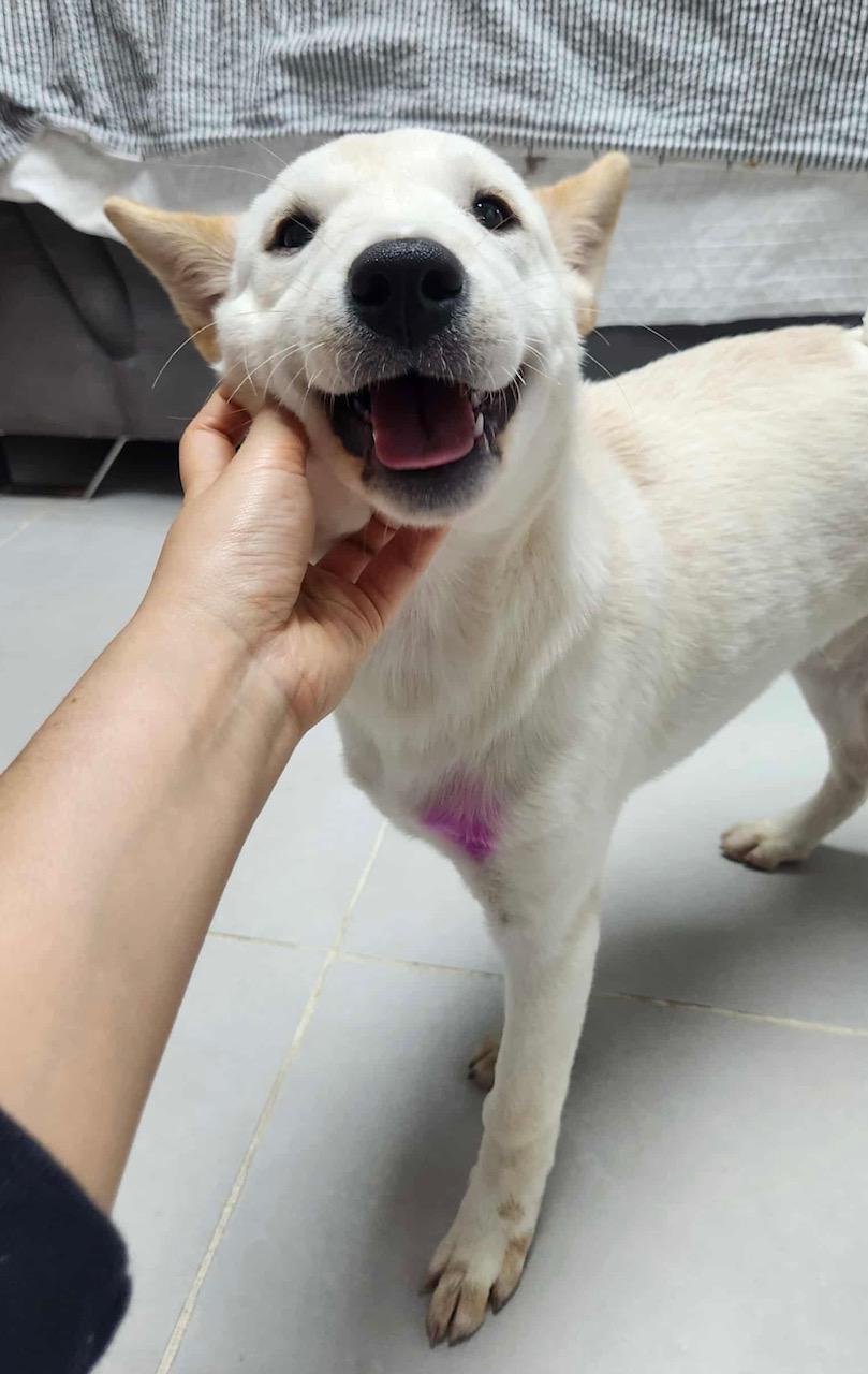 PINK, adoptable, Puppy Female Jindo & Shiba Inu.