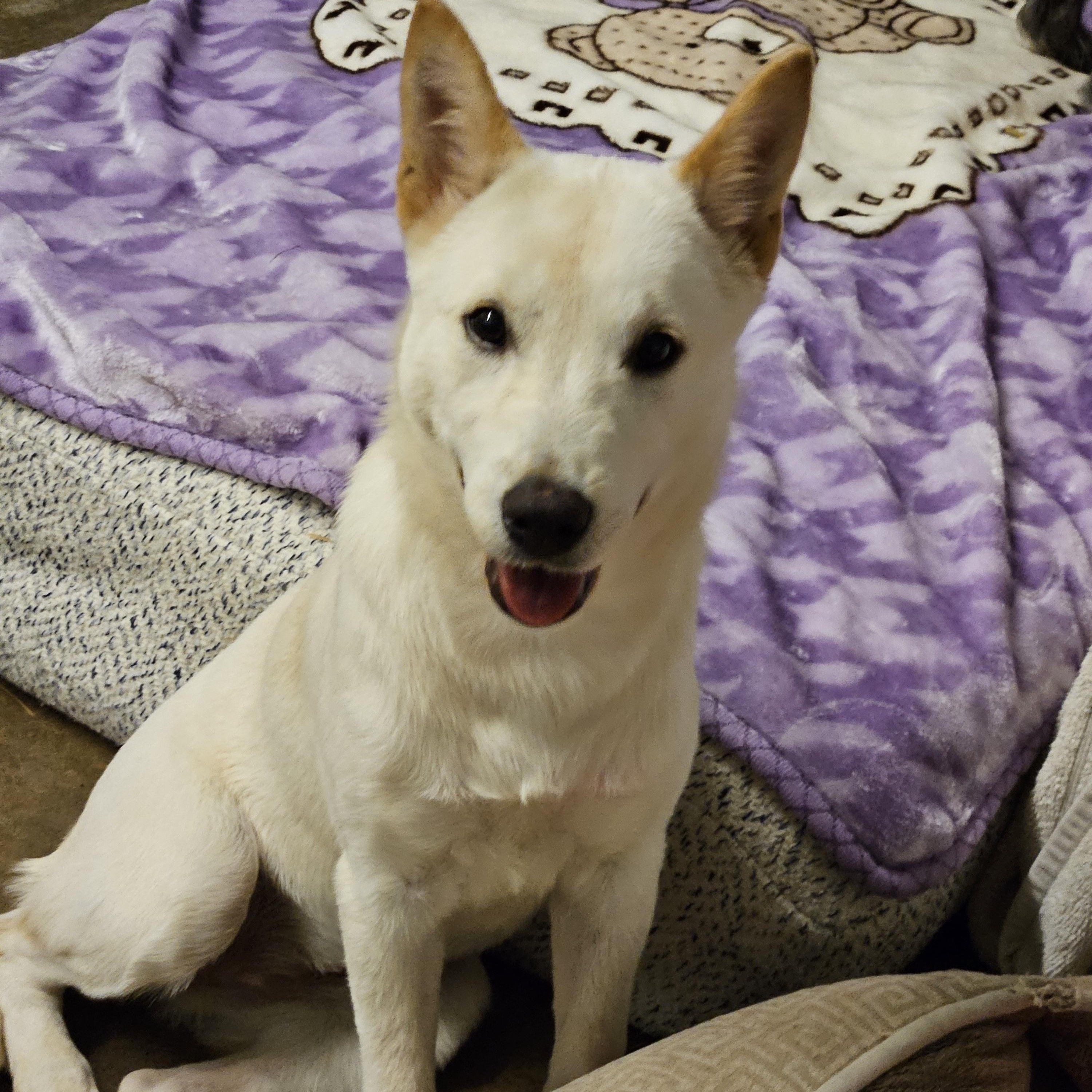 Enlarge PINK, an adoptable mixed breed in Agoura Hills, CA image 4/4