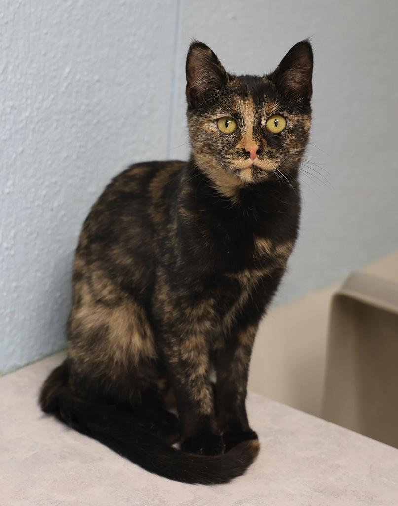 Marigold, a Adoptable mixed breed in Anchorage, AK image 2/4