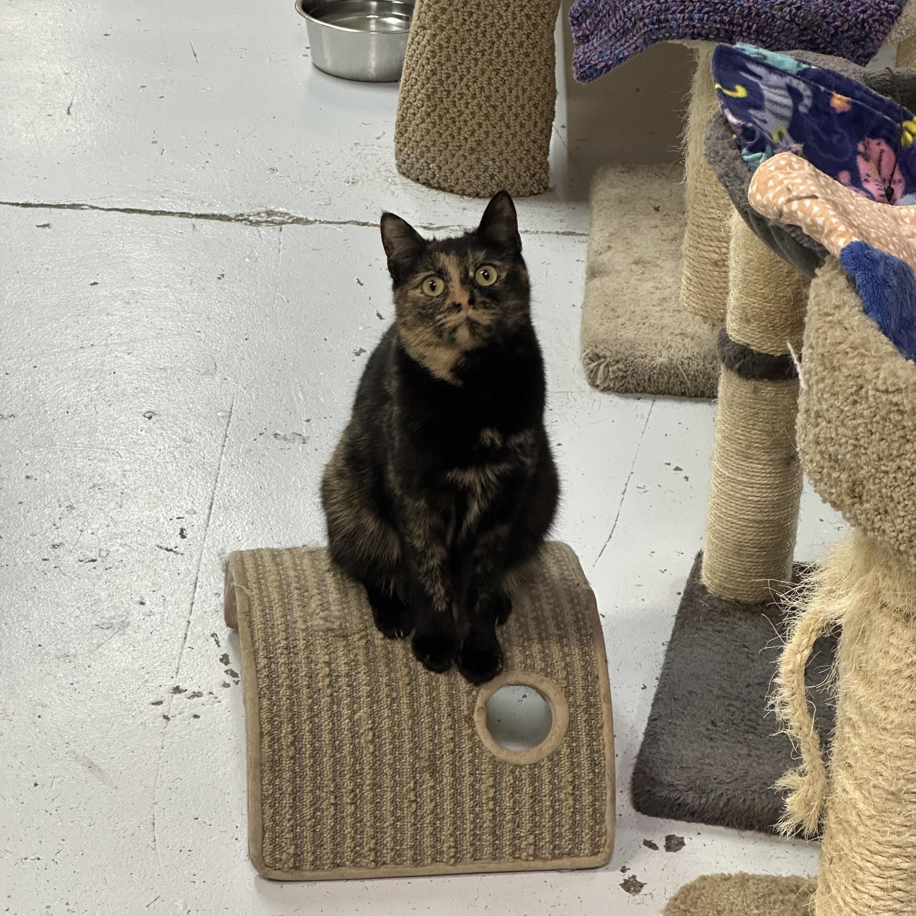 Enlarge Marigold, a Adoptable mixed breed in Anchorage, AK image 4/6