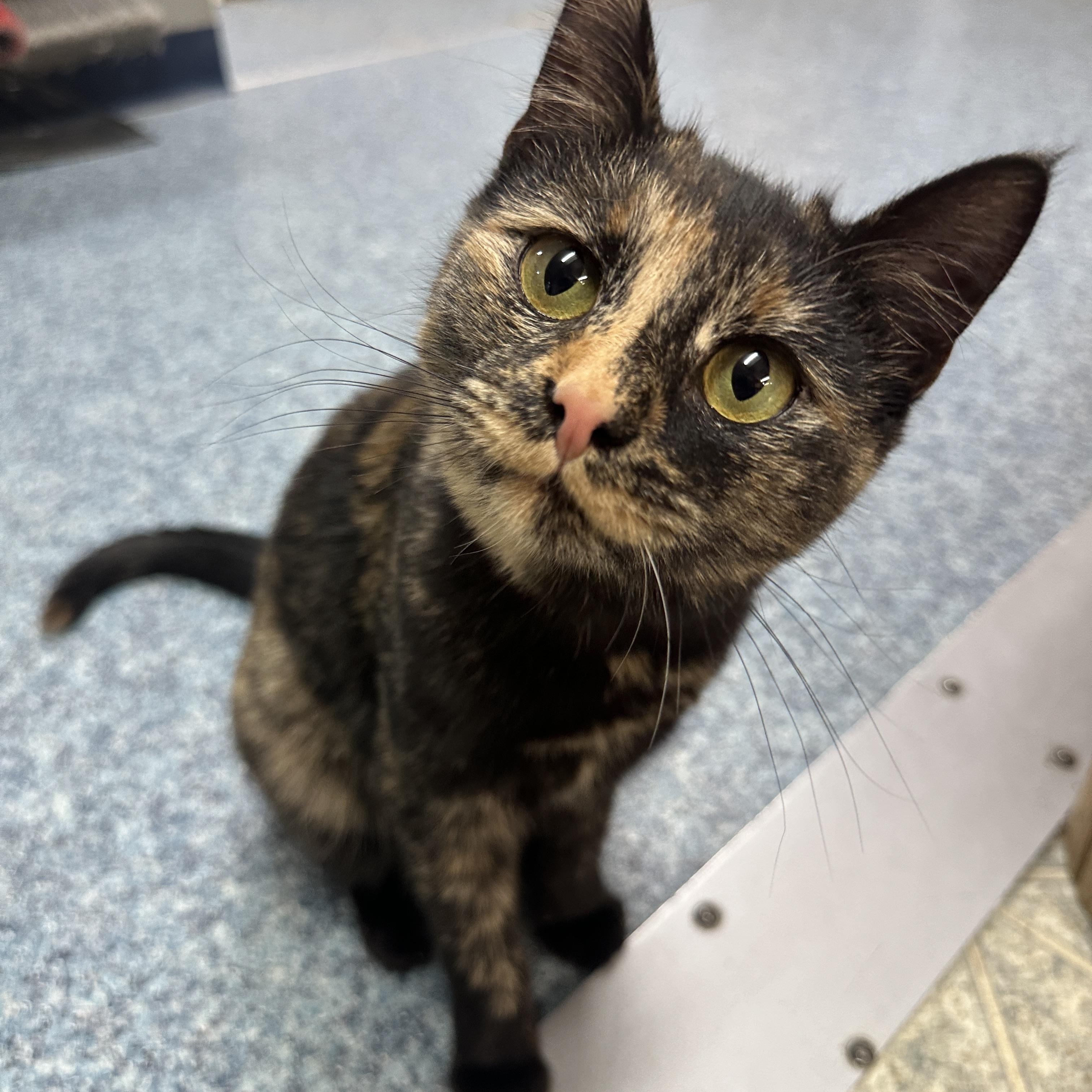 Marigold, Young Female Domestic Short Hair