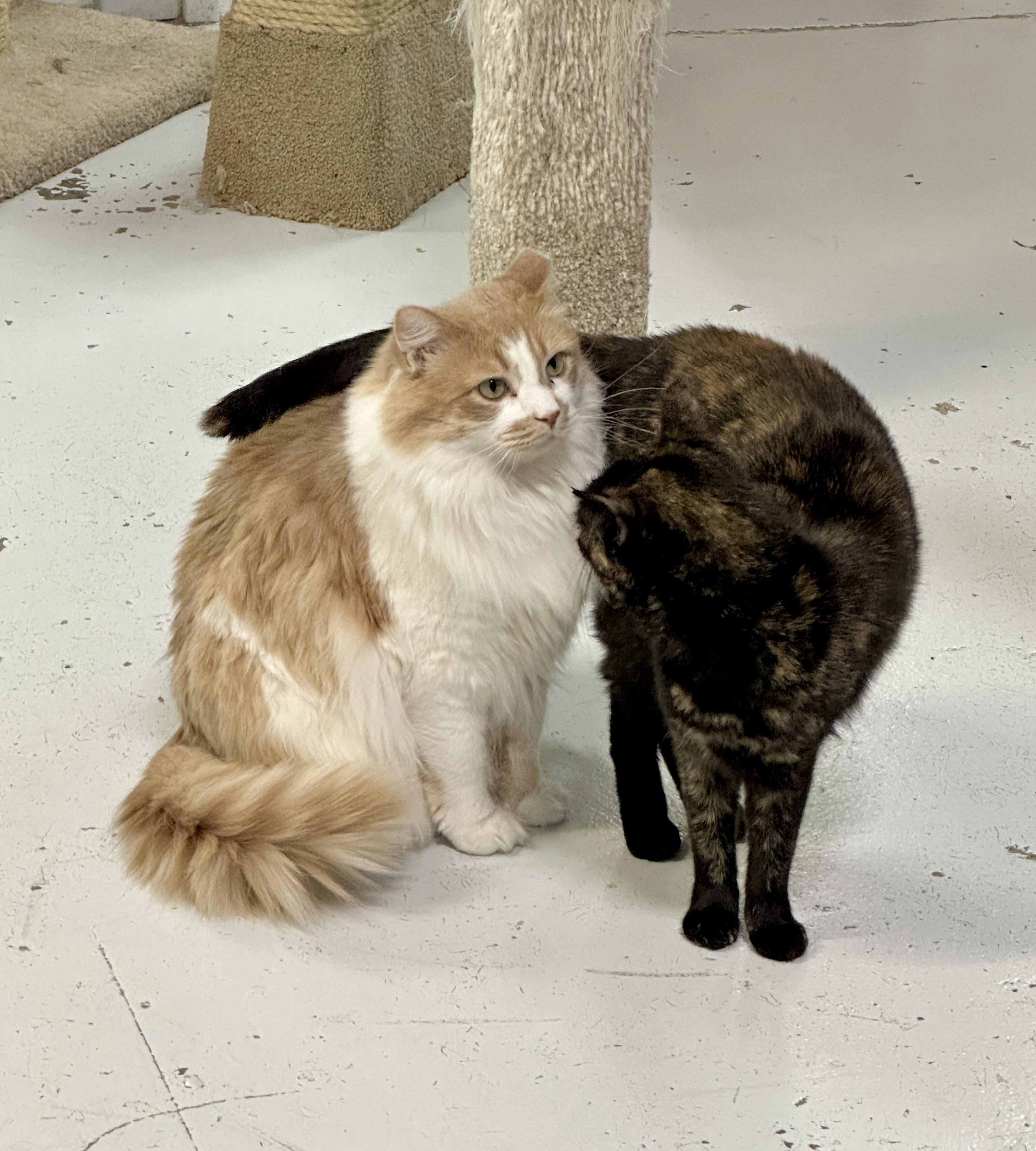 Enlarge Marigold, a Adoptable mixed breed in Anchorage, AK image 6/6