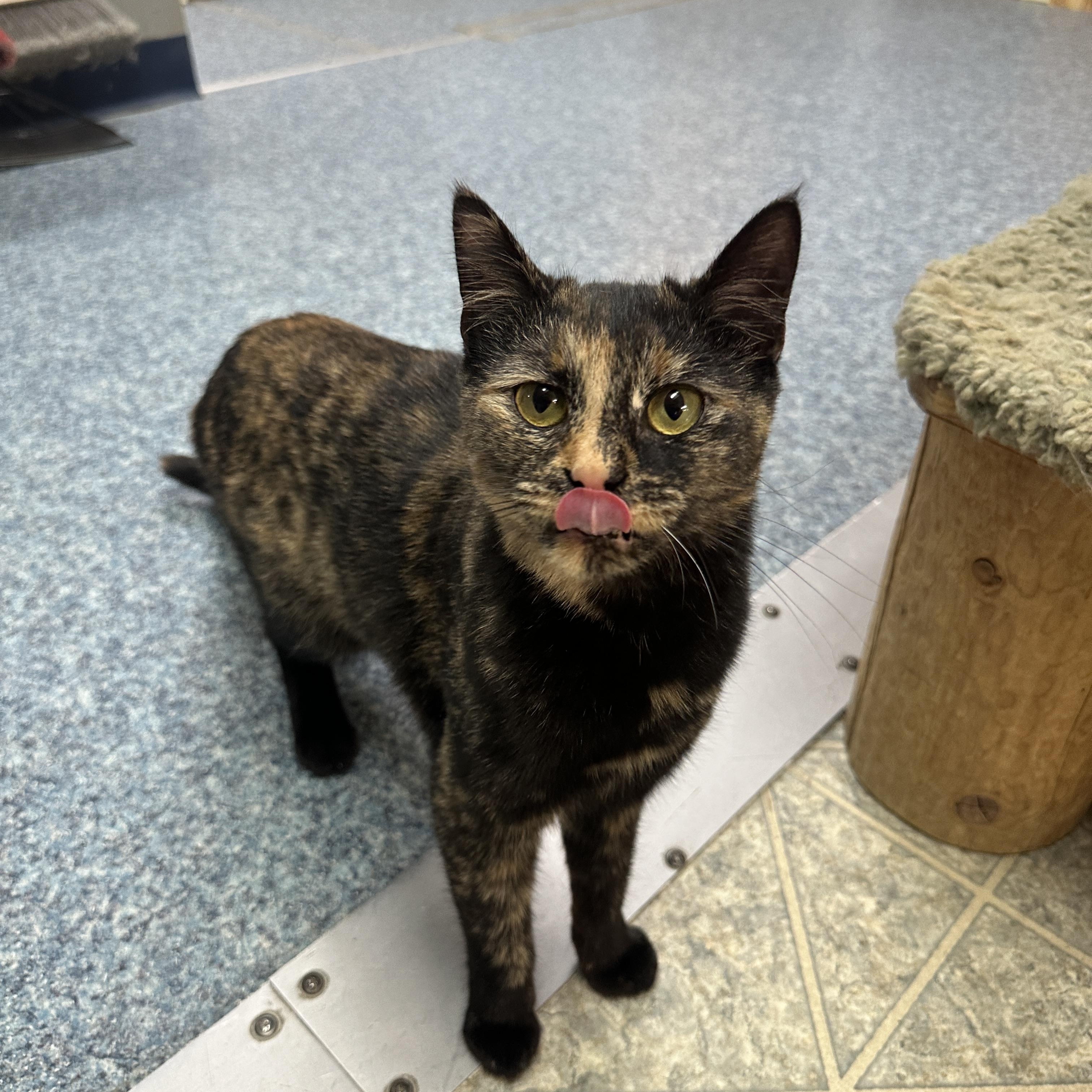 Marigold, a Adoptable mixed breed in Anchorage, AK image 3/4