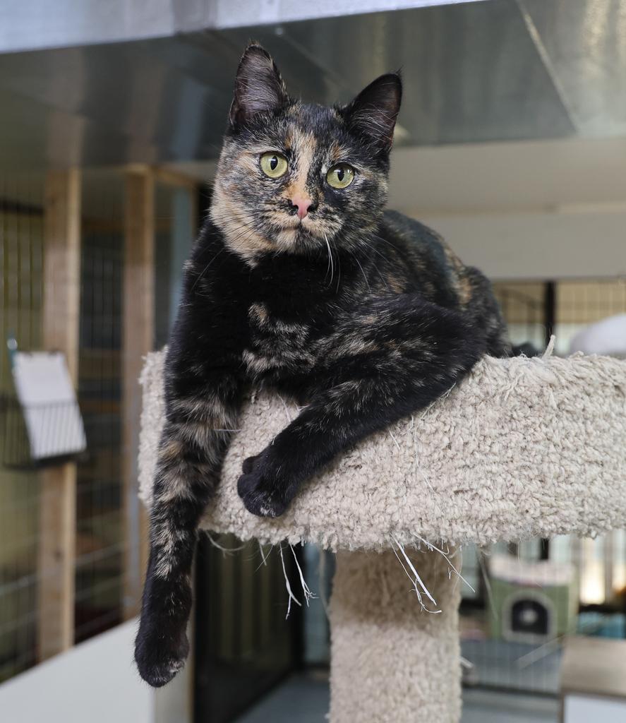 Marigold, Adoptable, Young Female Domestic Short Hair.