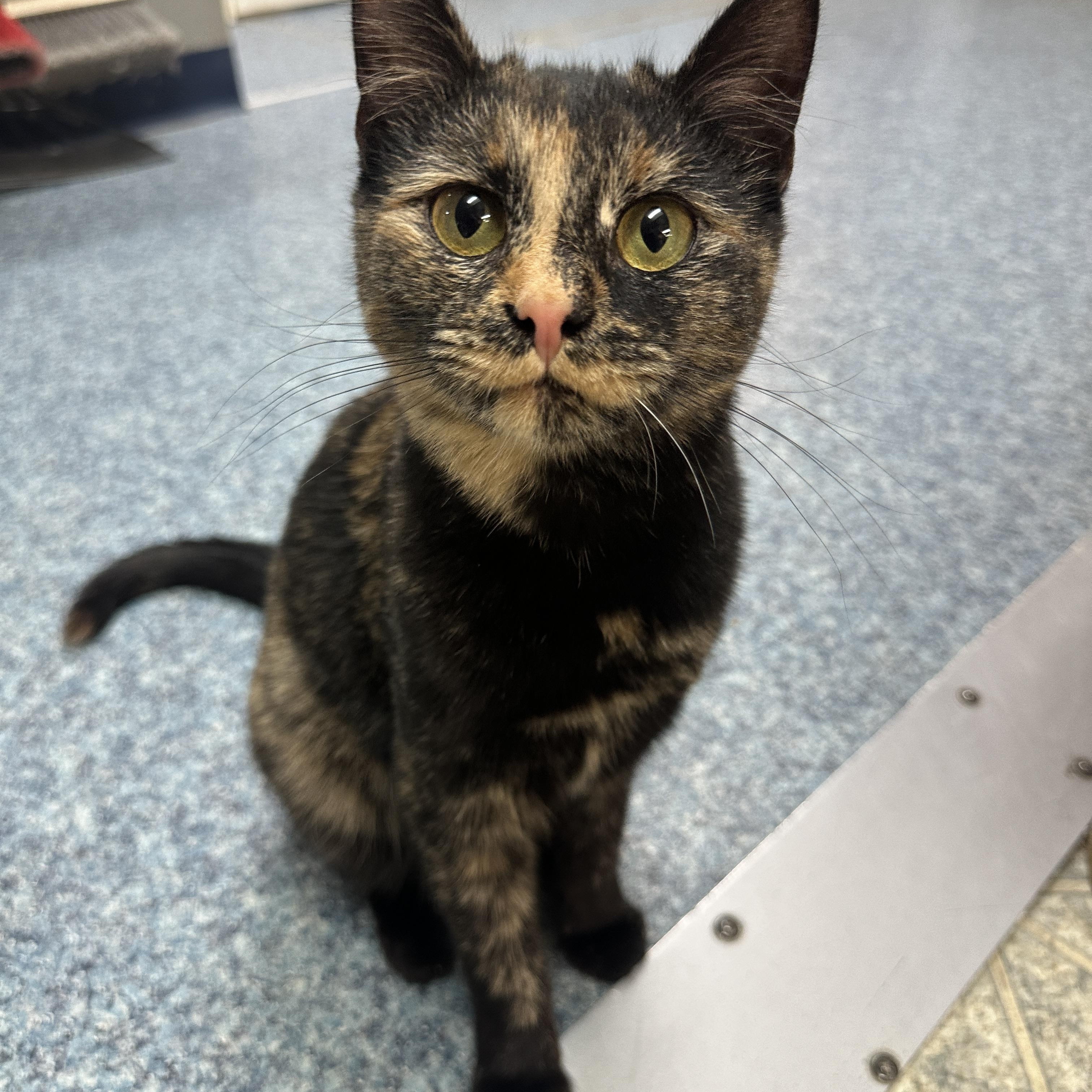 Marigold, a Adoptable mixed breed in Anchorage, AK image 4/4