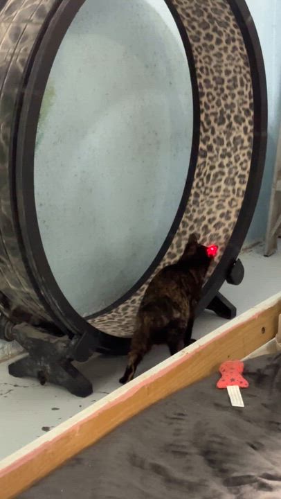 Enlarge Marigold, a Adoptable mixed breed in Anchorage, AK video 5/6