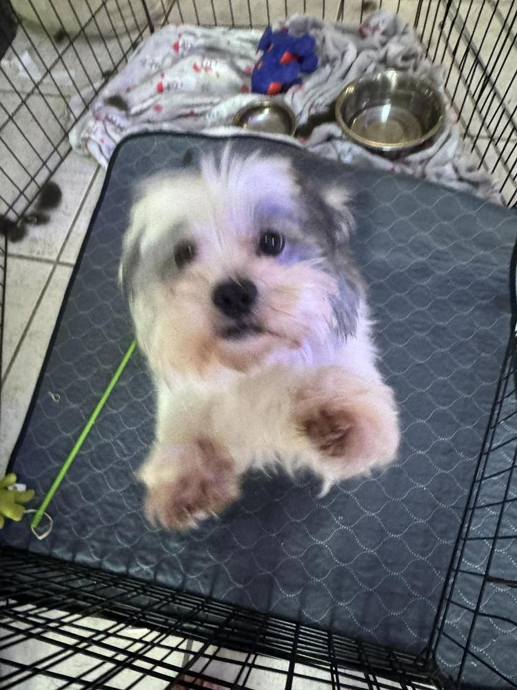 Bear-Bear, Adoptable, Adult Male Shih Tzu & Havanese.