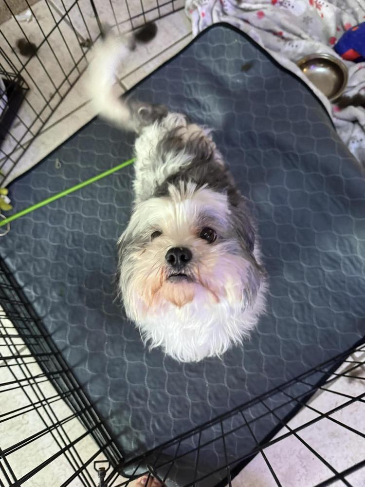 Enlarge Bear-Bear, a Adoptable mixed breed in Deltona, FL image 2/4