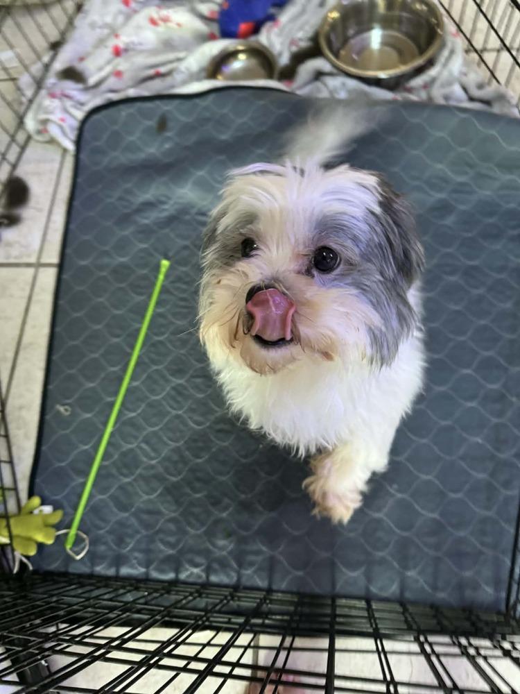 Enlarge Bear-Bear, a Adoptable mixed breed in Deltona, FL image 3/4