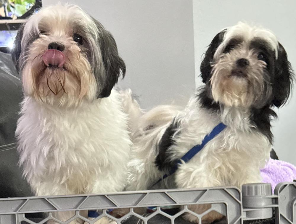 Enlarge Bear-Bear, a Adoptable mixed breed in Deltona, FL image 4/4