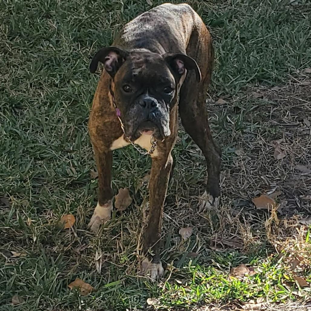 Rio, ADOPTABLE, Senior Male Boxer.