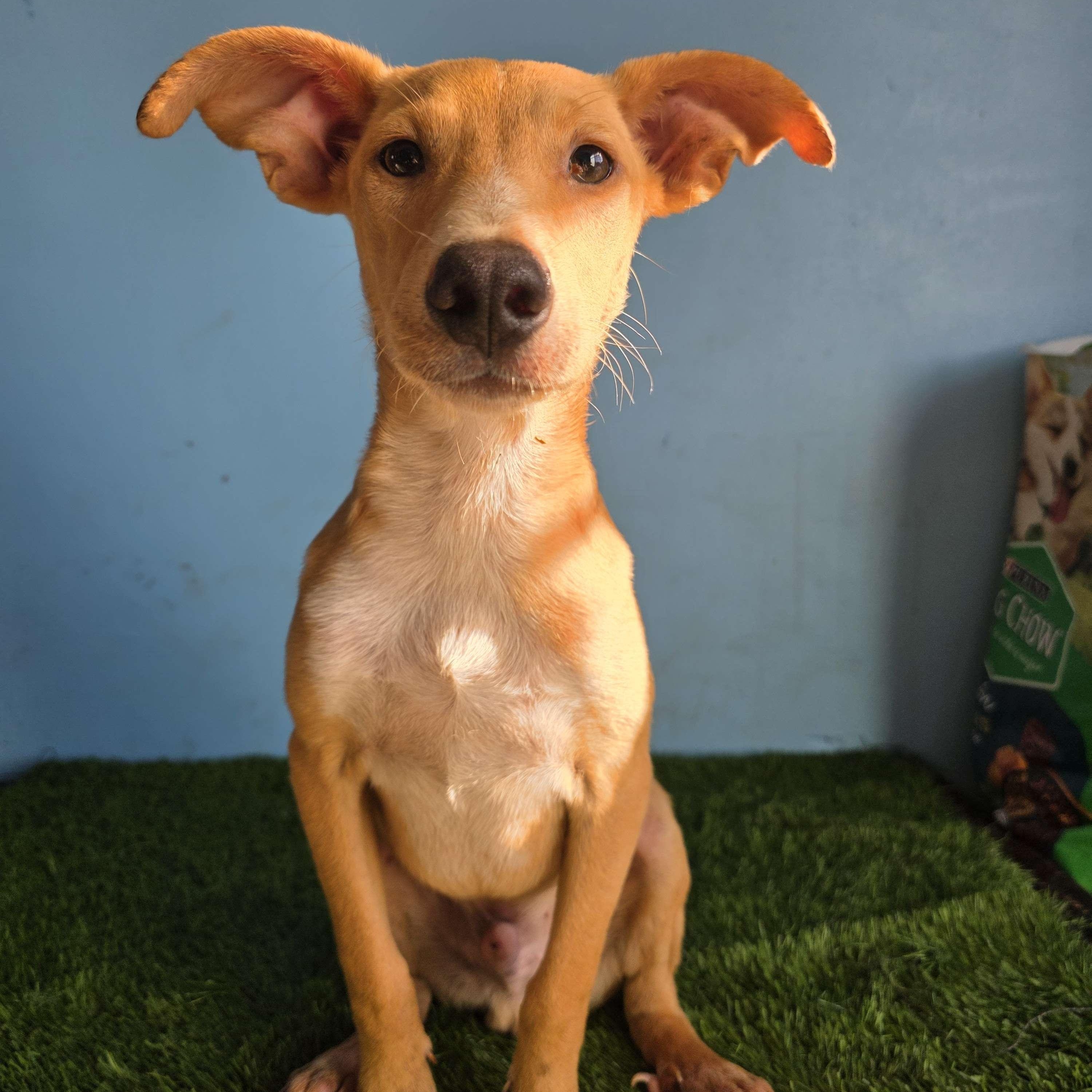 Enlarge Dobby, a Adoptable mixed breed in Tijuana, BCN image 3/5