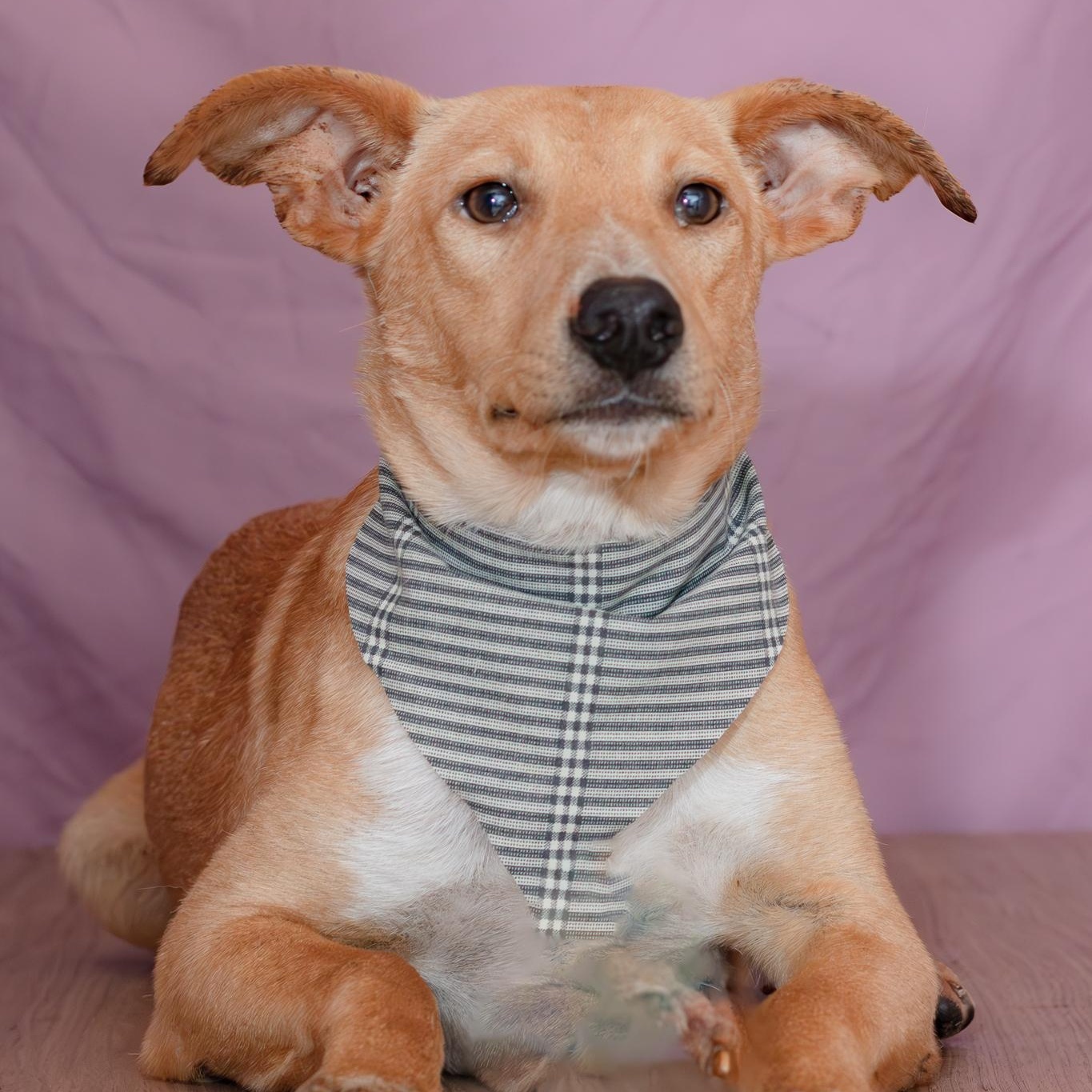 Dobby, Adoptable, Young Male Whippet.