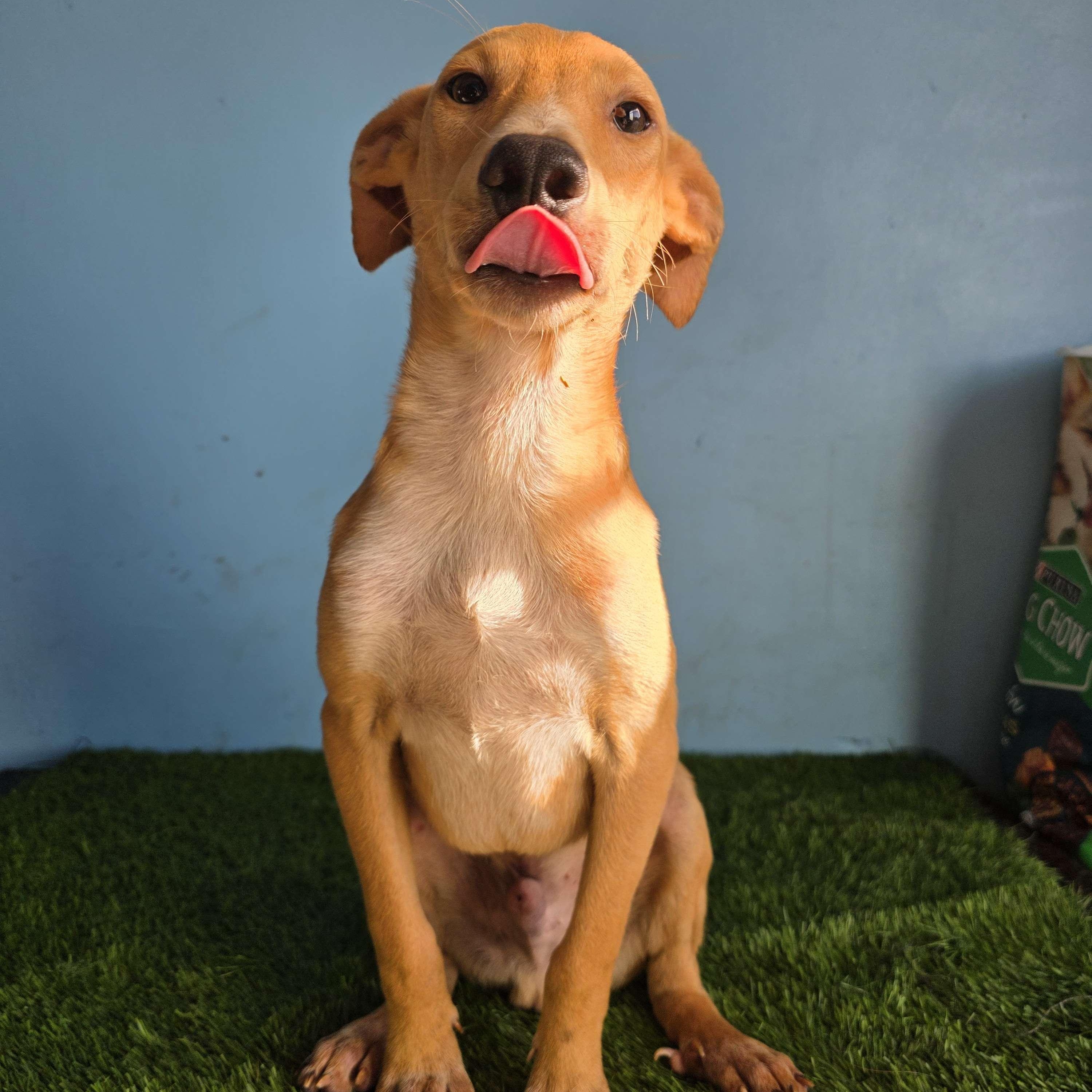 Enlarge Dobby, a Adoptable mixed breed in Tijuana, BCN image 4/5