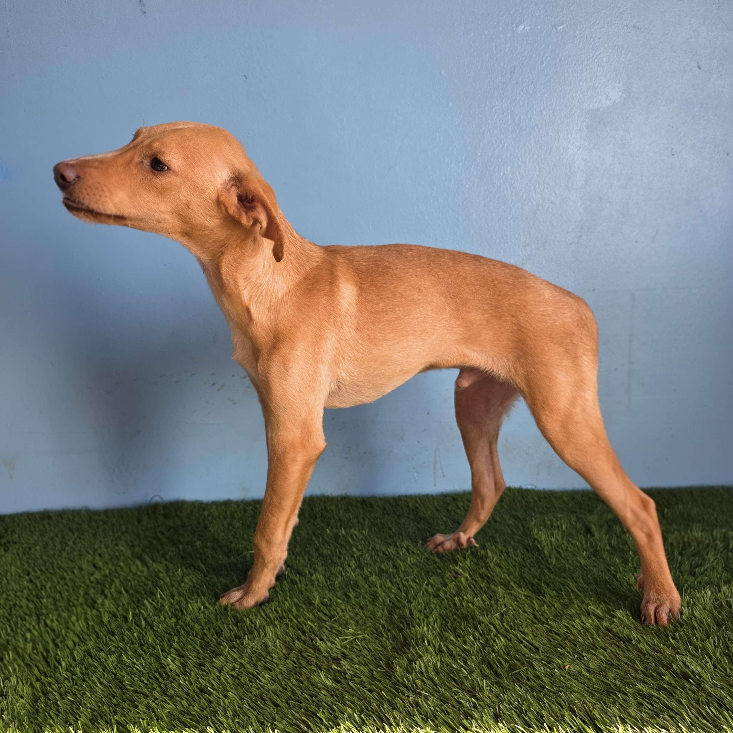 Enlarge Dobby, a Adoptable mixed breed in Tijuana, BCN image 5/5