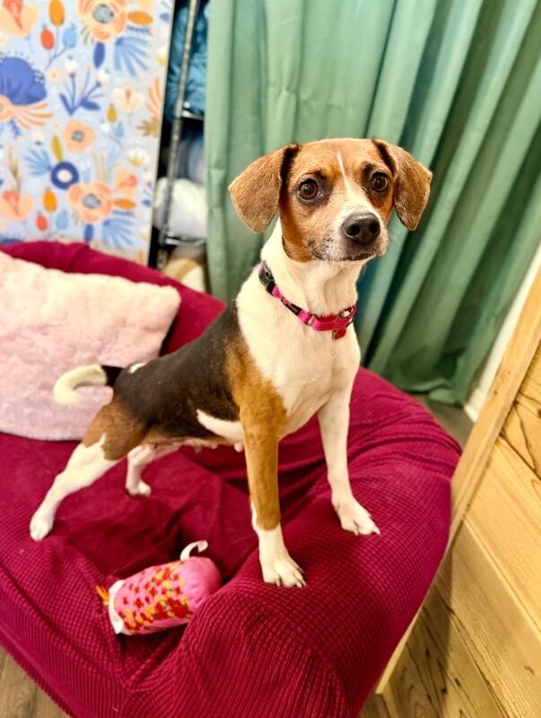 Katniss Everdeen the Ever so Fabulous Cutie — thumbnail 4