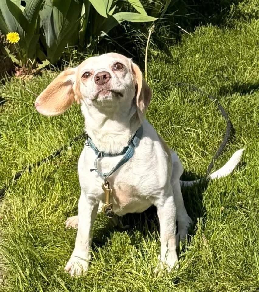 Enlarge Bella, a Adopted mixed breed in Groveland, MA image 2/5