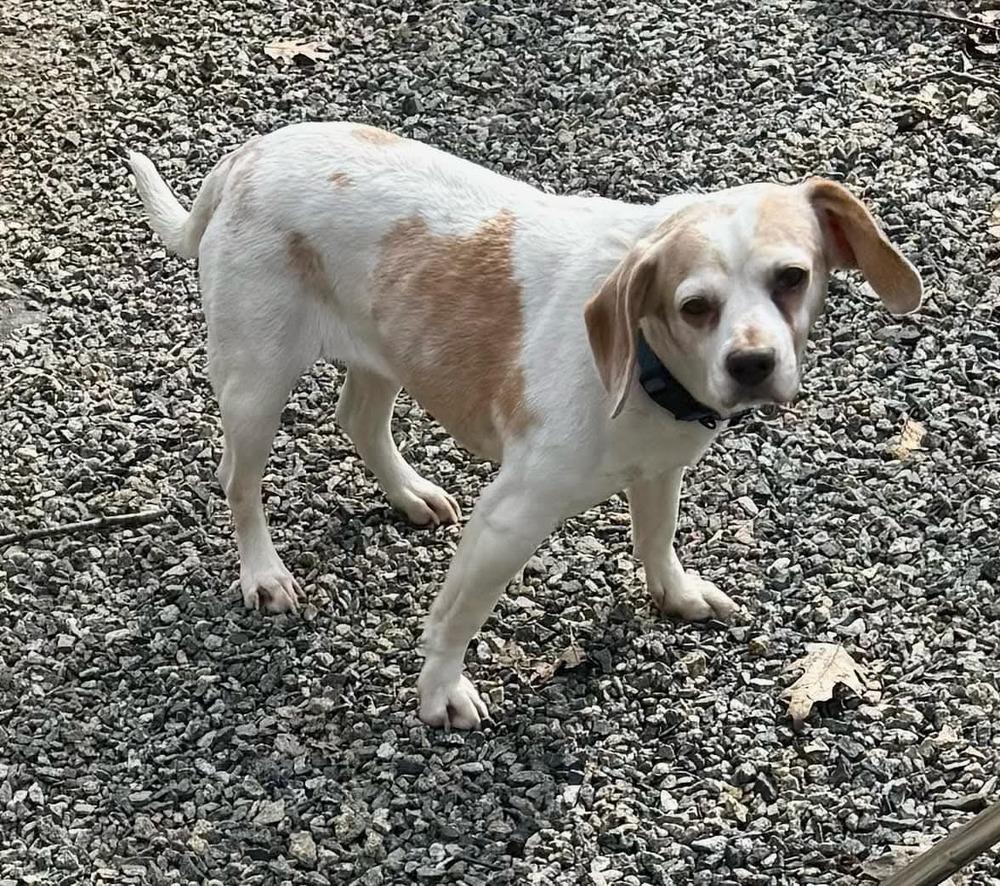 Enlarge Bella, a Adopted mixed breed in Groveland, MA image 3/5