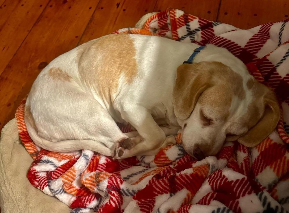 Enlarge Bella, a Adopted mixed breed in Groveland, MA image 5/5
