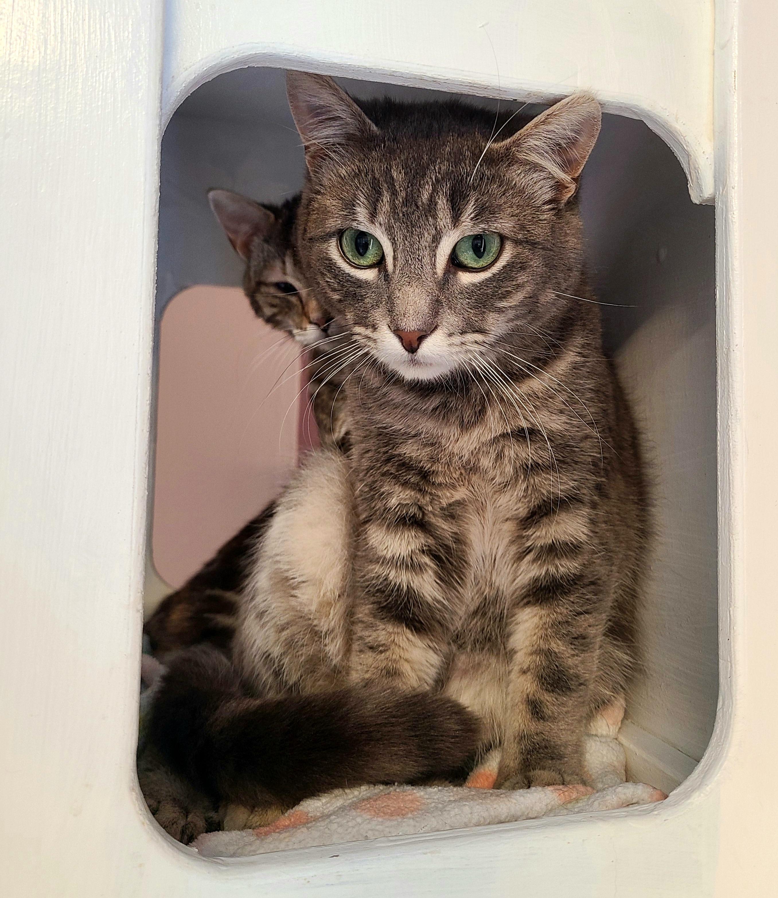 Enlarge Nimbus & Skye, a ADOPTABLE Domestic Short Hair in Kirkland, WA image 2/5