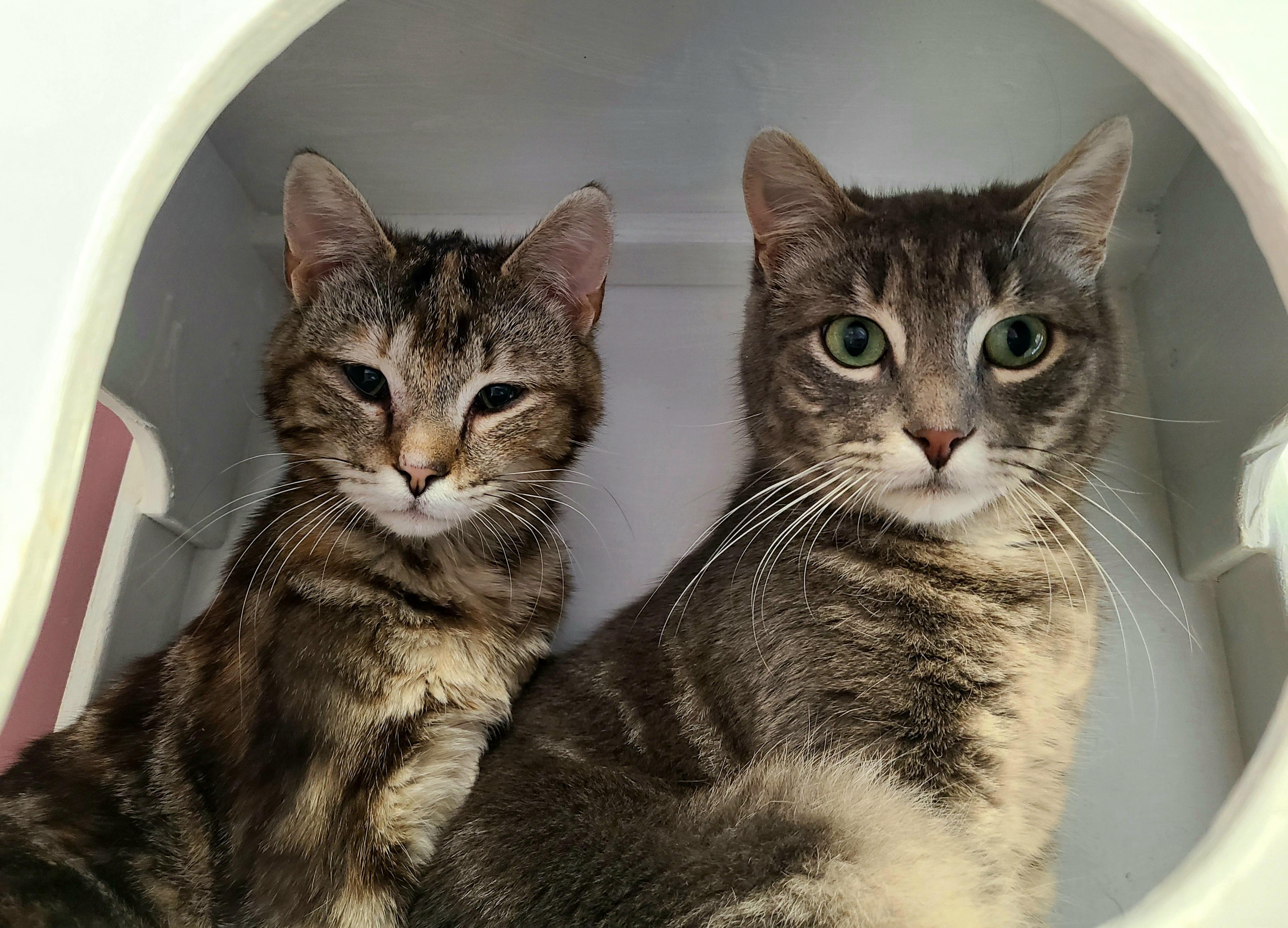Enlarge Nimbus & Skye, a ADOPTABLE Domestic Short Hair in Kirkland, WA image 3/5