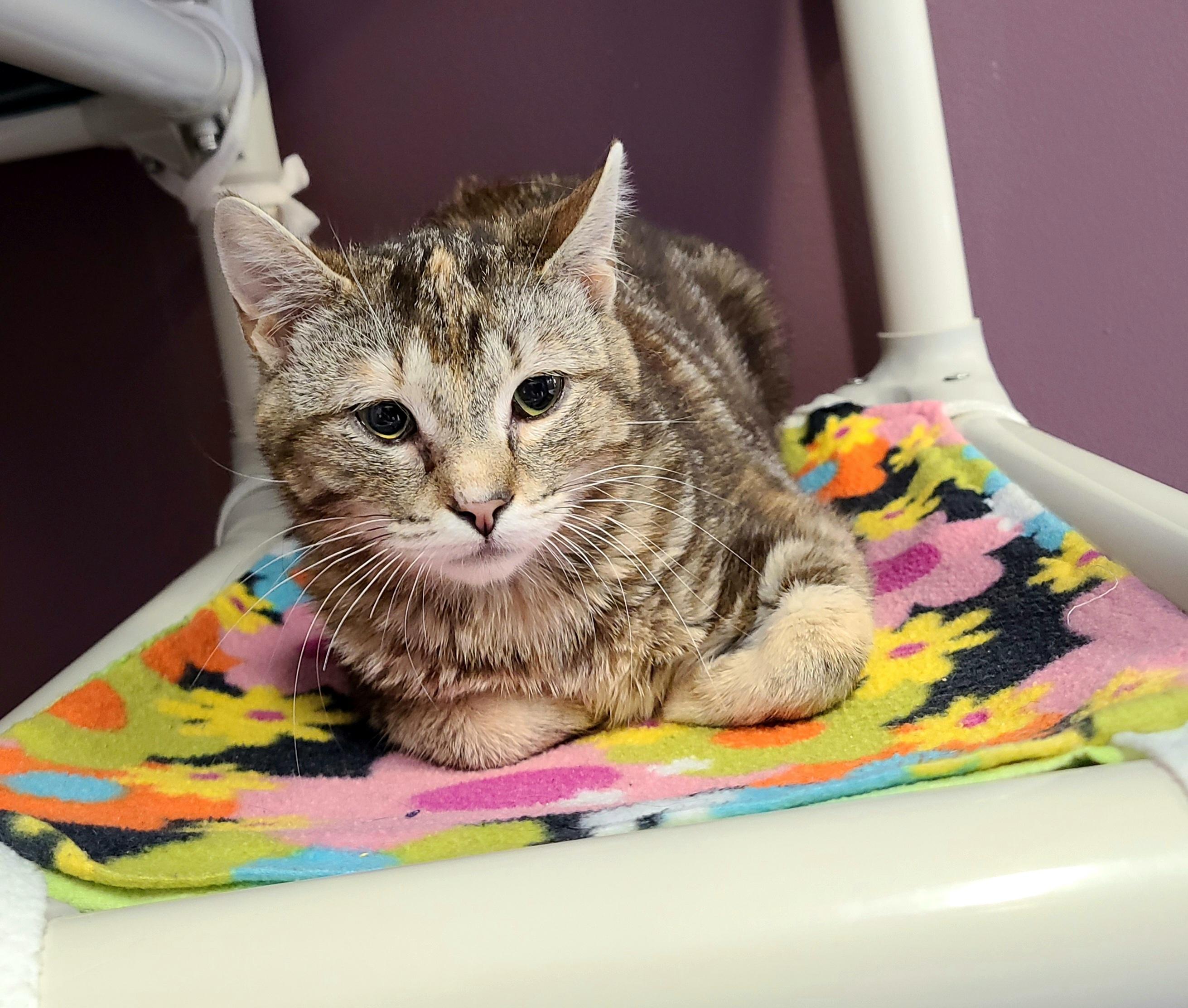 Enlarge Nimbus & Skye, a ADOPTABLE Domestic Short Hair in Kirkland, WA image 5/5