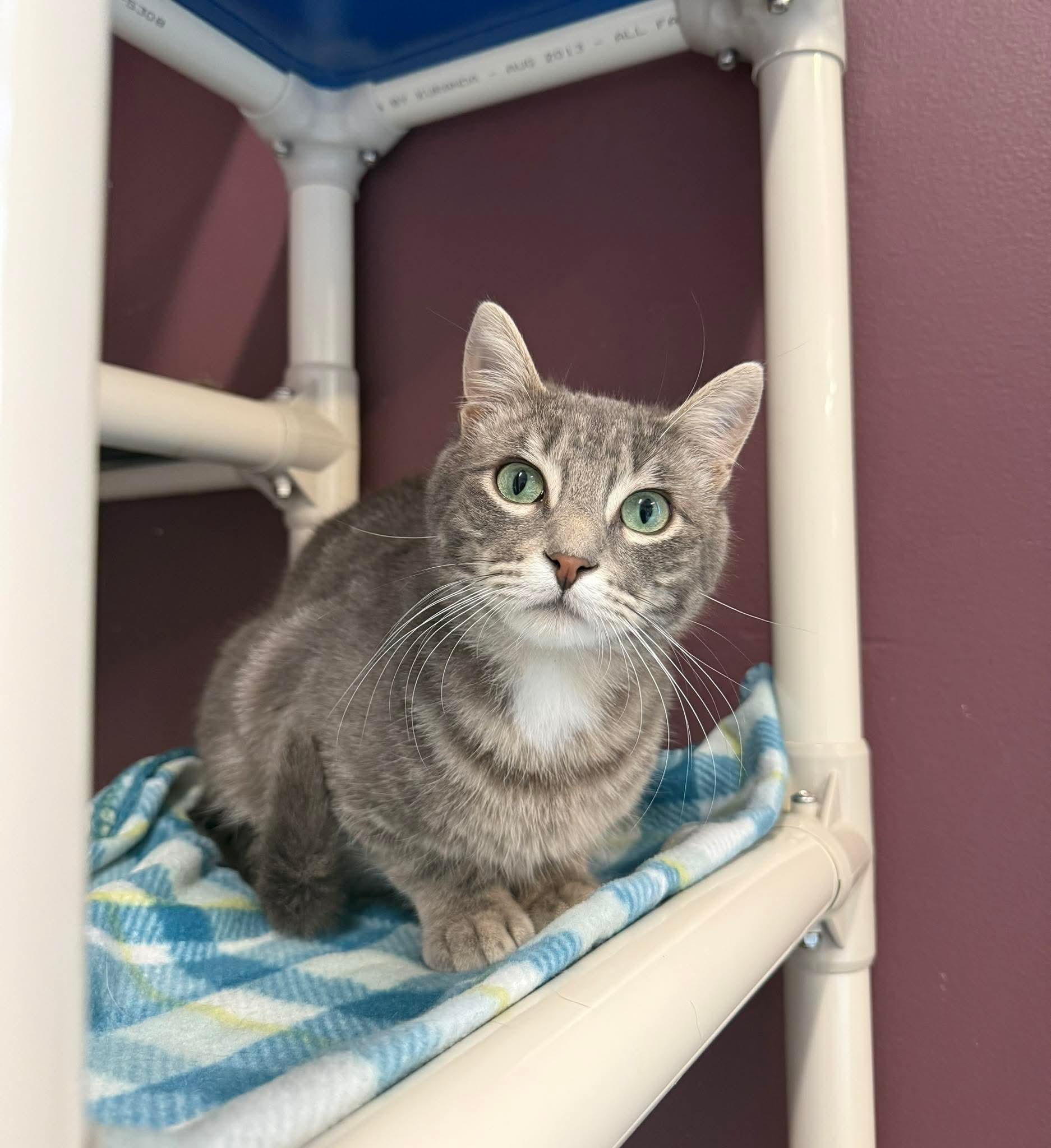 Nimbus & Skye, adoptable, Young Male Domestic Short Hair.