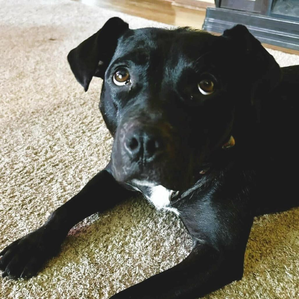 Enlarge Eve, a Adoptable Pit Bull Terrier in Wichita, KS image 1/5