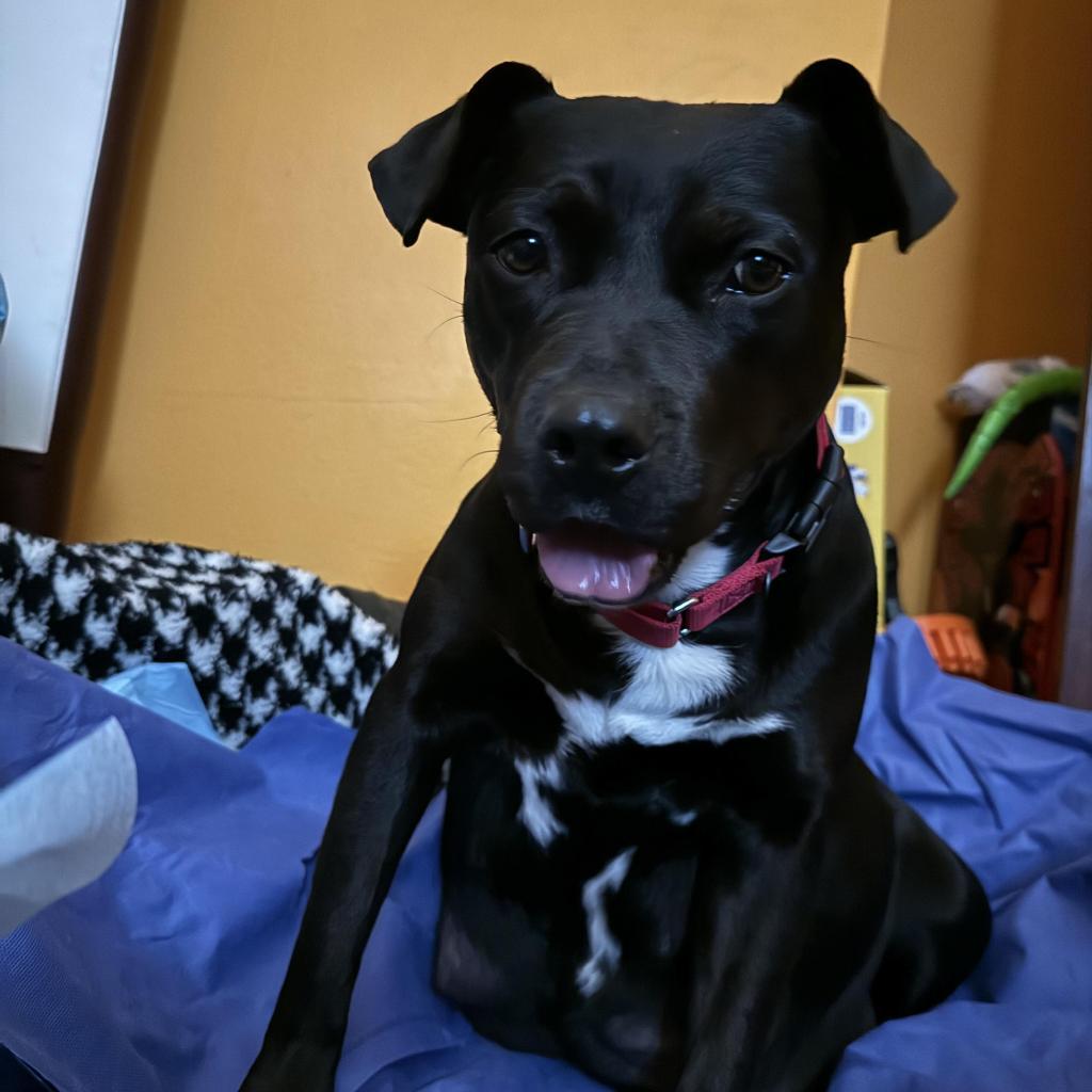 Enlarge Eve, a Adoptable Pit Bull Terrier in Wichita, KS image 2/5